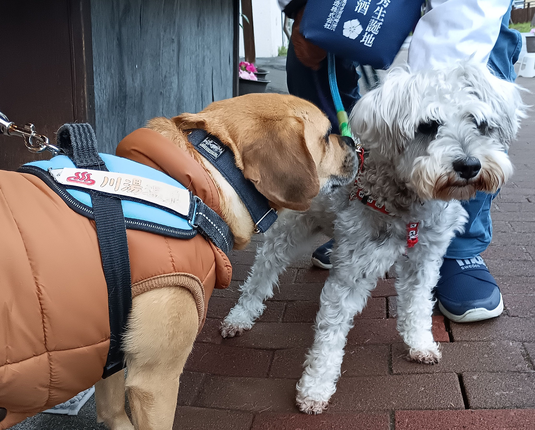 今年１番の旅のお友達🐾がやってきたよ♪ピッピちゃんまだ１～２歳なのにとってもお利口さんで車で北海道旅行ができて凄いな~ο(*´˘`*)ο今年はどんな出会いが待っているのかな～🎶ﾜｸﾜｸ