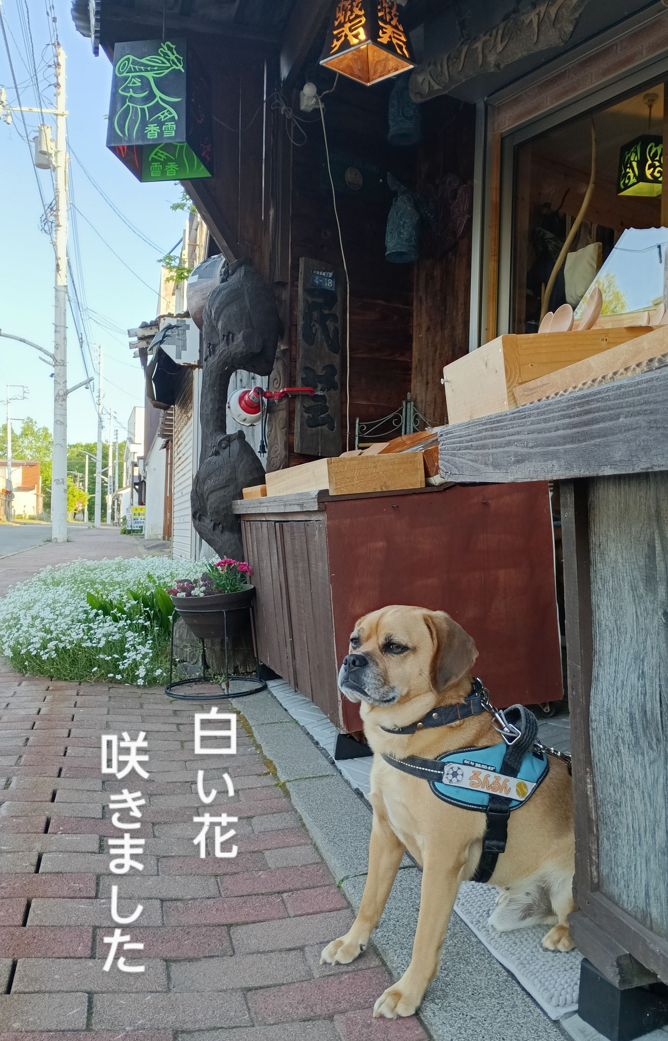 左側からのショット📷も格好よくお願いしますよ！花も咲き🌼夜もふけて行灯が灯れば、、ο(*´˘`*)οいよいよ僕が引き立ちます✌｢営業部長？！失礼ですが…その時間まで持たないですよね💧💤｣はいっ(๑•̀ㅂ•́)و✧残業はおやつ次第です♪
