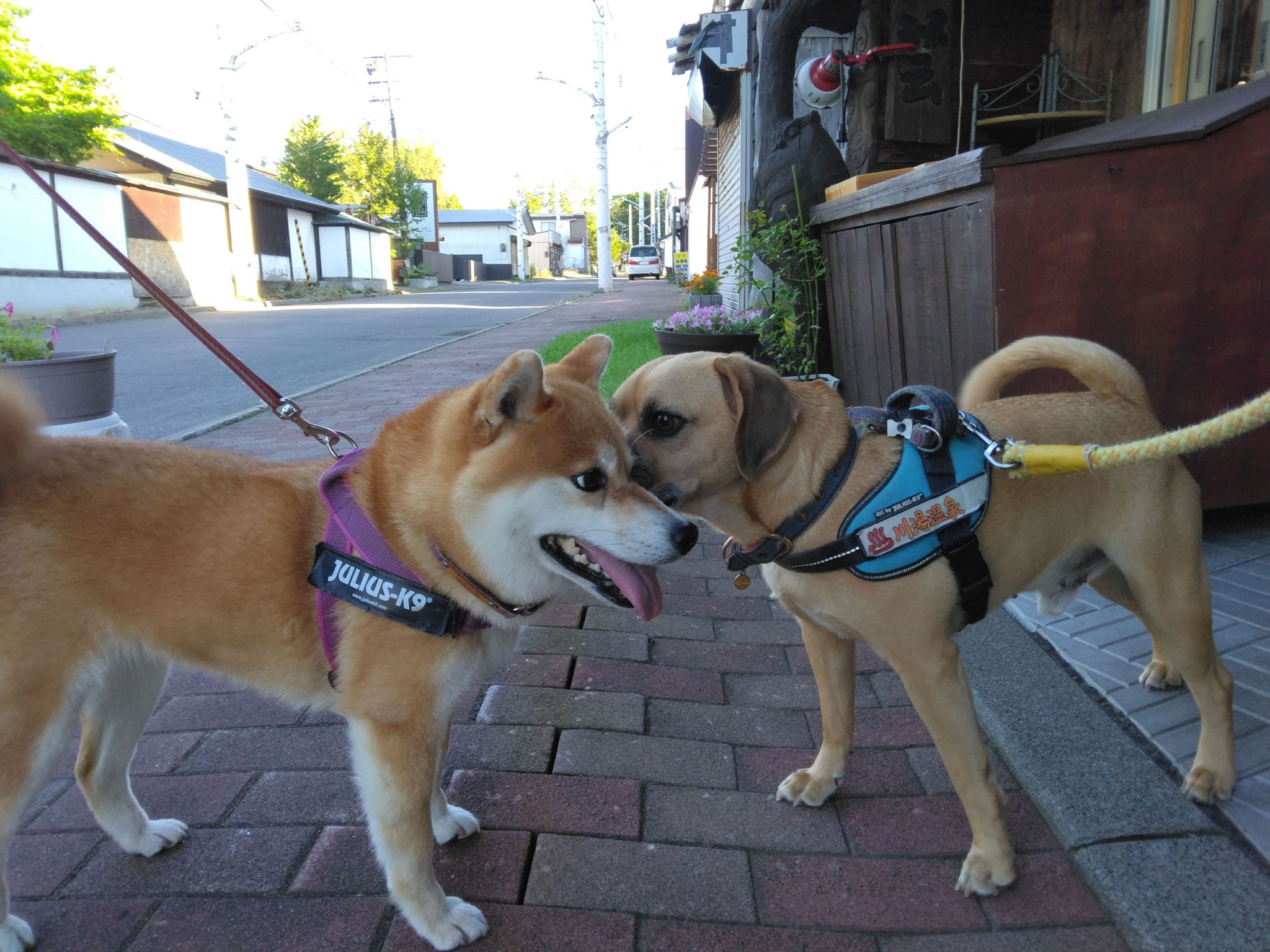 な、な、なんと愛しの気になる柴犬ロコちゃん🎀に急接近💗ご挨拶しちゃいましたぁぁ！毎日勤務続けてよかったです(๑•̀ㅂ•́)و✧耳元で何を囁いたかは秘密ですU^ｪ^U僕の前でクルンと走ってくれたのは、も、もしかして（*'∀'人）*♡*……🍃営業部長も恋の季節🍂