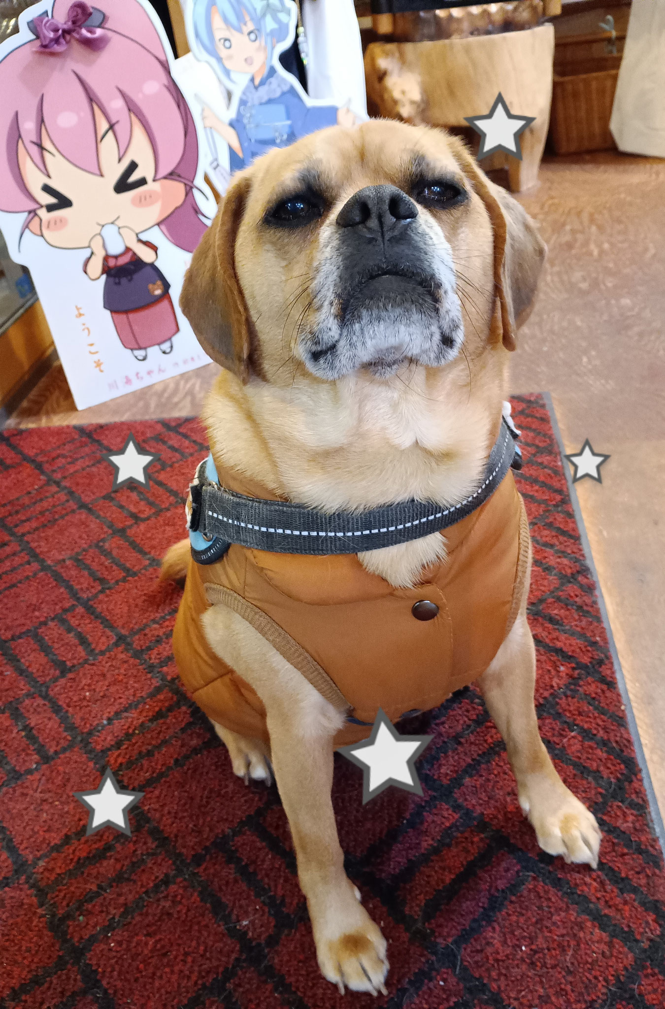 ｢ちょっと、、ベストがピッチピチなんですけど～⁉｣あらっ  営業部長、体操選手みたいでカッコイイわよ！｢茶色の犬なのに茶色って??｣柴犬ロコちゃん🎀に好かれるんじゃない？｢それに、、３番目のボタン閉まりませんよーもう💧セールでポチるの辞めて下さい！｣長さはいいのに胴周りが惜しいのよねー💧寒さもあと少し(・ω<)着てて下さいね