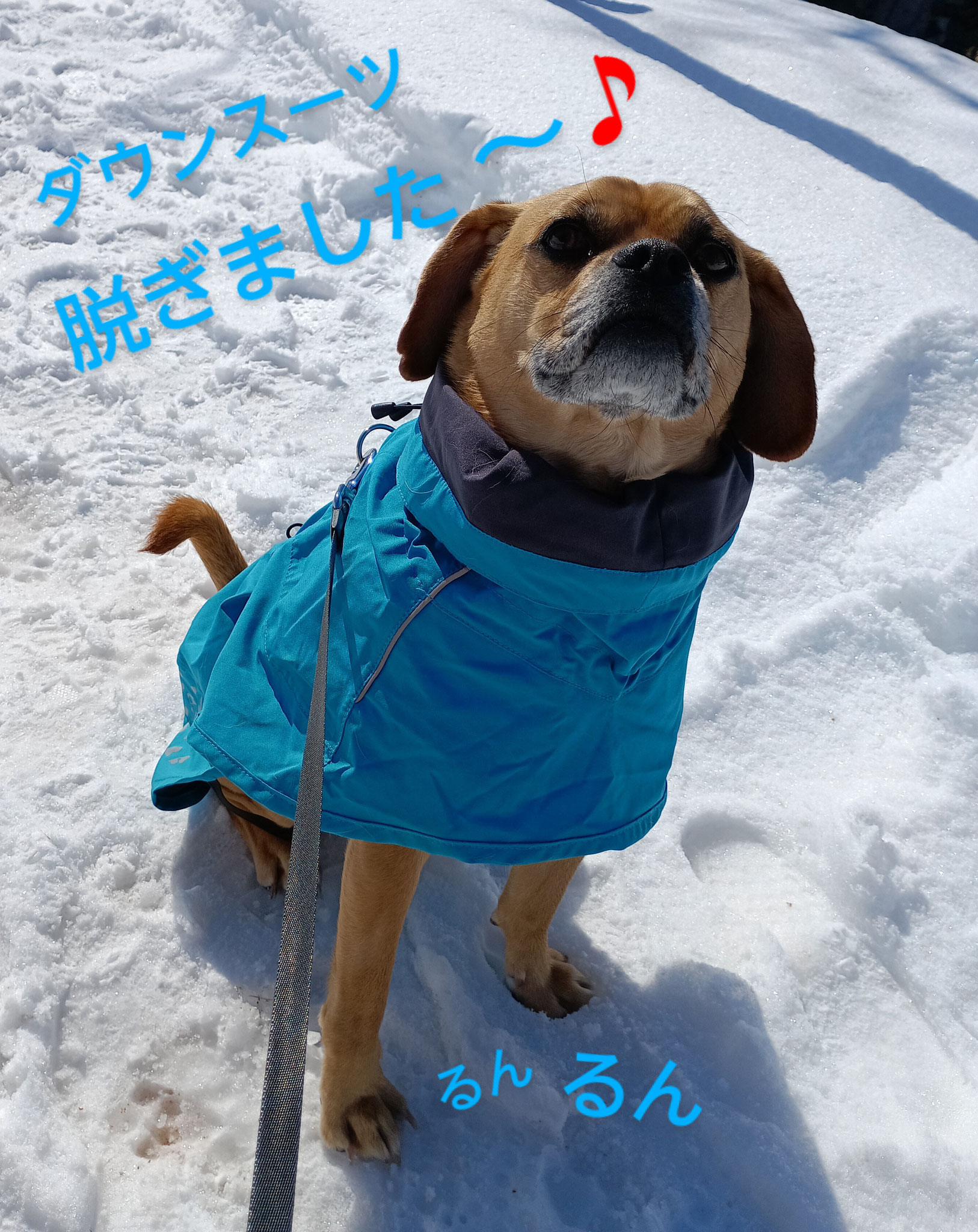 雪溶け道をレインコートで歩いてます♪どう？着こなせてカッコイイでしょ☆さて、ここでクイズです☝僕の右と左の違うところはどこでしょう？…ﾊｲｯ正解は👂右のお耳はね、切れ込みがあってアシンメトリーなんだ✨ビーグルのお母さんのお腹の中でるん子ちゃんがくわえていたからね(・ω<)お母さんはこの欠けが気に入っているよ('-'。)早くっ森のお散歩行こうよぉ！