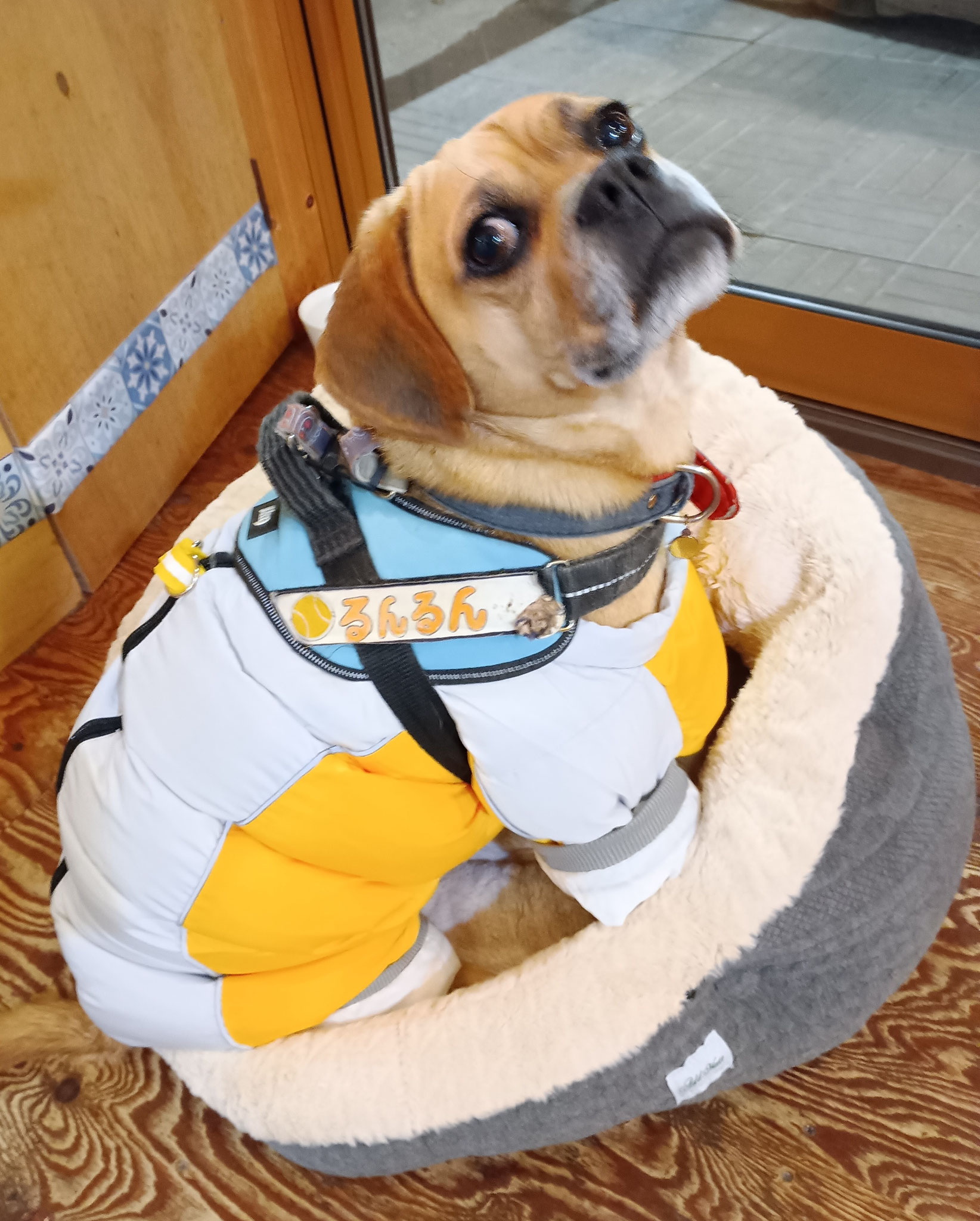 寒波が来て寒かったです彡(-_-；)彡―15℃、―17℃って．．．犬でもキツイです💧自前の毛も少なめなもので。。{{(>_<;)}}昨年のダウンスーツのファスナーが閉まらず新調してもらいました☆お座布クッションにはまると落ち着きます♪えっ営業部長⁉きれいなお座布、、、もうコテコテのかぴかぴですが～💦