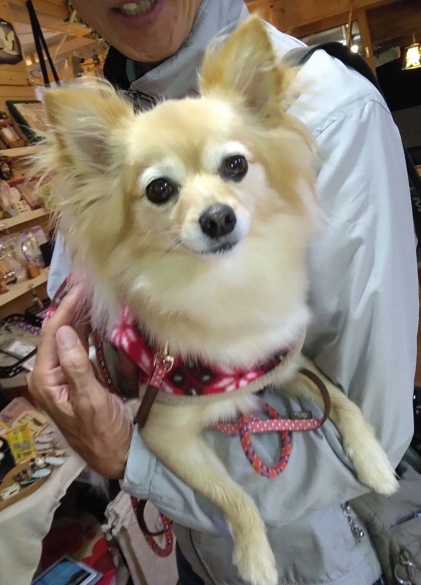 優しい飼い主さんの腕の中を、独占のアイドルフェイスはチワポメのもこちゃん🎀今年はキャンピングカーでご旅行だよ🚙とっても愛されているいい子さんは帰り際のご挨拶も忘れず、こちらは一瞬で心奪われてしまいました💘残念ながら、営業部長は肝心な時に夢の中でしたが……💤