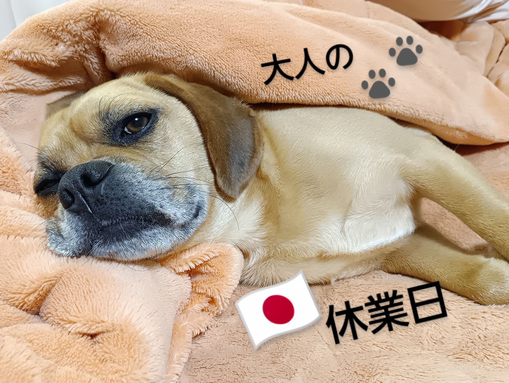 4歳8ヶ月になりました♪どうも、大人の僕です✌おすすめの休日の過ごし方①お好みの肌触りと臭いのお布団にすっかり身をあずける②横鼻の重みもゆだねてリラックス③至福感を味わい｢ふう～｣っと1つため息を(できれば白目)④寝落ちして走っておやつの夢をみる💤最高～⭐営業部長♪明日からも頼みますよ～皆様、お騒がせ犬のお見守りを日々感謝致します🍀