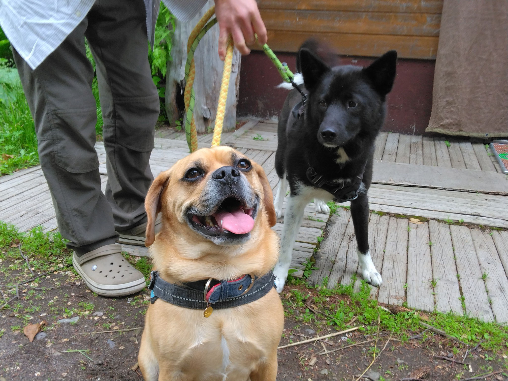 僕の素敵なお友達を紹介するよ♪トップバッターは川湯ビレッジのホスト犬マメちゃん🐾一緒に遊んでくれるちょっぴり臆病で平和主義のマメちゃんが好き♡お母さんのお腹の中に怒ることを忘れて来たからお目々がかわいいんだよ👀マブダチ☆マメちゃんに会うと笑顔になっちゃうんだ！！