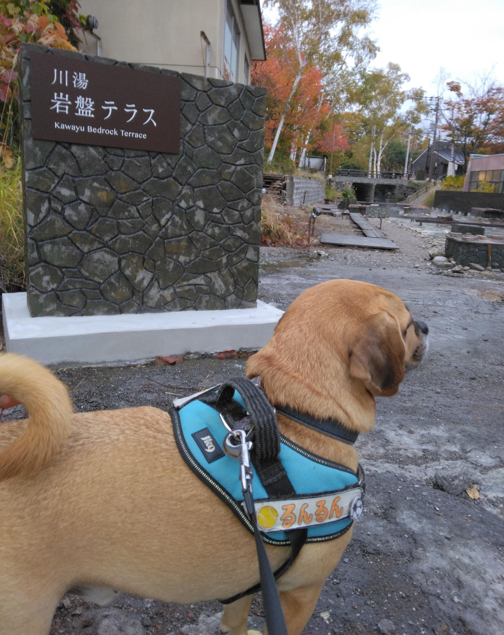 川湯岩盤テラス♨に夕方🐾出没中～素敵な夕方の僕のお散歩コースだよ🌾会えたら声をかけてね！夕暮れやライトアップも📷おすすめだよ❄雪の季節や桜🌸も楽しめそうだな～愛しのロコちゃん🎀とのデートもここかな(๑•̀ㅂ•́)و✧あのベンチがいいかな～💛