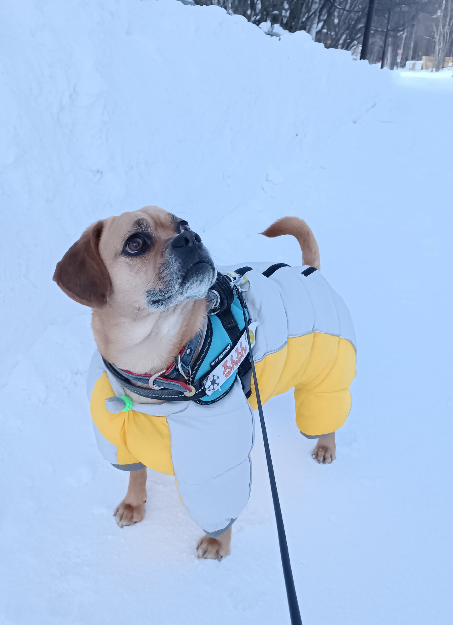除雪作業の皆さんありがとうございます🐾僕たち歩きやすいです♪圧雪アイスバーンでつるんっとコケますが∑(￣ﾛ￣|||)何事も無かったかのように歩いてます✌流氷が来てから風が冷たいです❄おまけに犬友🐶や愛しの🎀ロコちゃんともご無沙汰で僕は凍えそうです💙ドローンから春が来ているのが見えるのかな～('-'。)