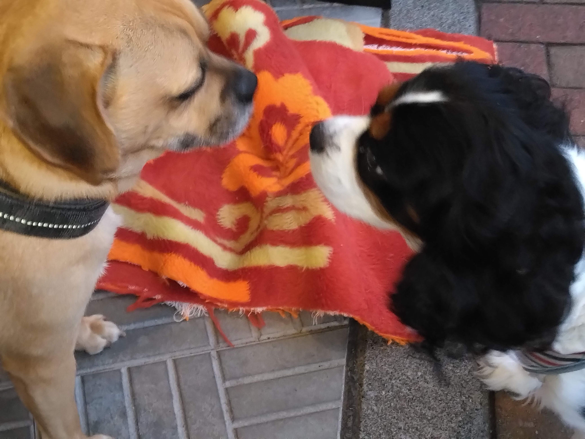 時々お散歩で寄ってくれるキャバリアのマロンくん🐾ダークブラウンのマロ眉が可愛いいよ☆僕たちマズルの長さが絶妙でしょ❗❓今年はたくさんのお友達ができたんだ！٩(ˊᗜˋ*)وみんな元気で楽しめるように混合10種ワクチン💉も打って来たよ👌