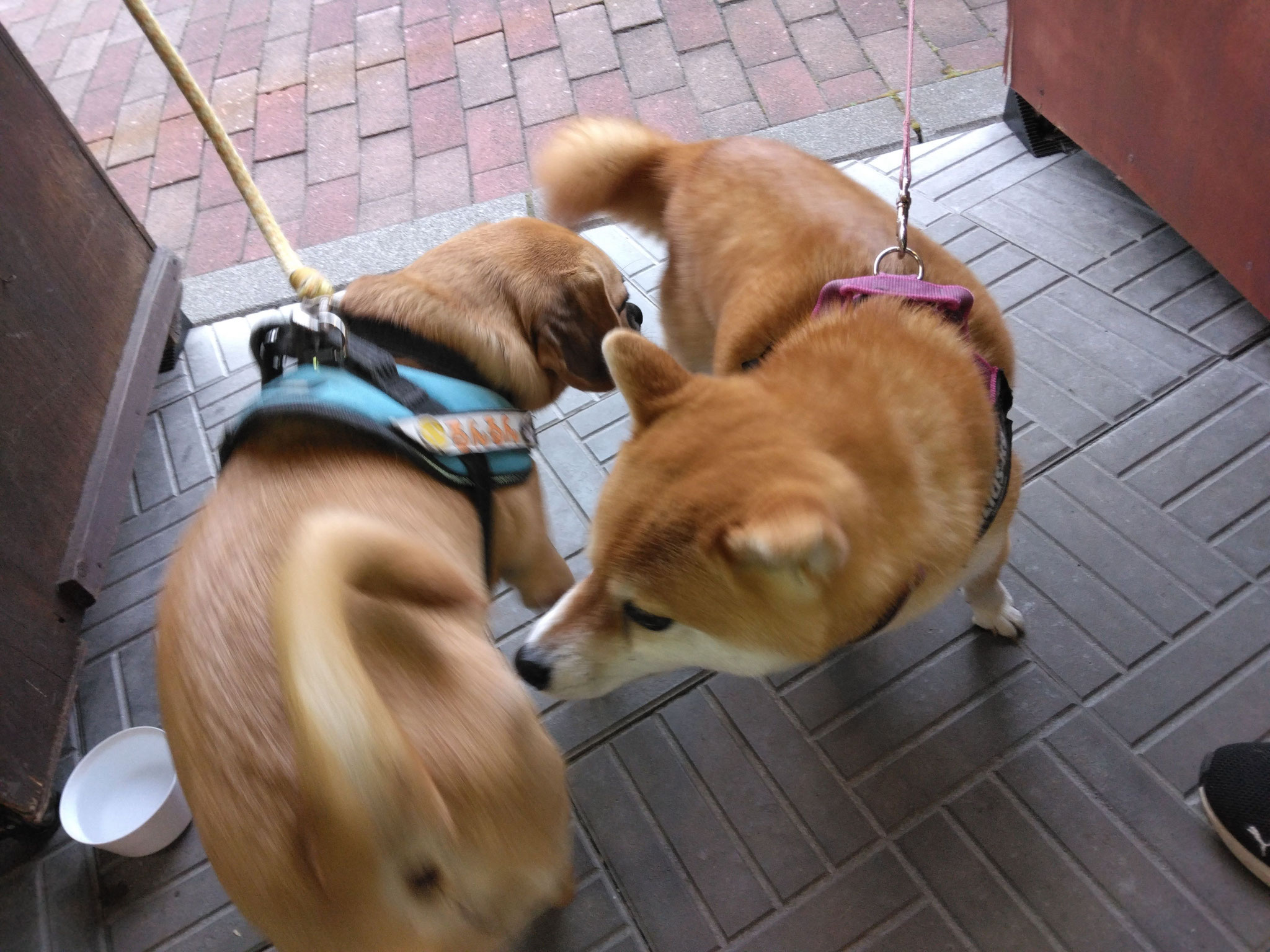 愛しの柴犬ロコちゃんが飼い主さんご夫妻さんとご来店してくれたよ🎶シャンプー頑張っといてよかった～💗これって、もしかして……親子さん公認の仲٩(ˊᗜˋ*)وやっと僕にも犬生の春がやってきました（*'∀'人）♥*+『いやいや、営業部長💧外はもう秋の気配ですが、、』