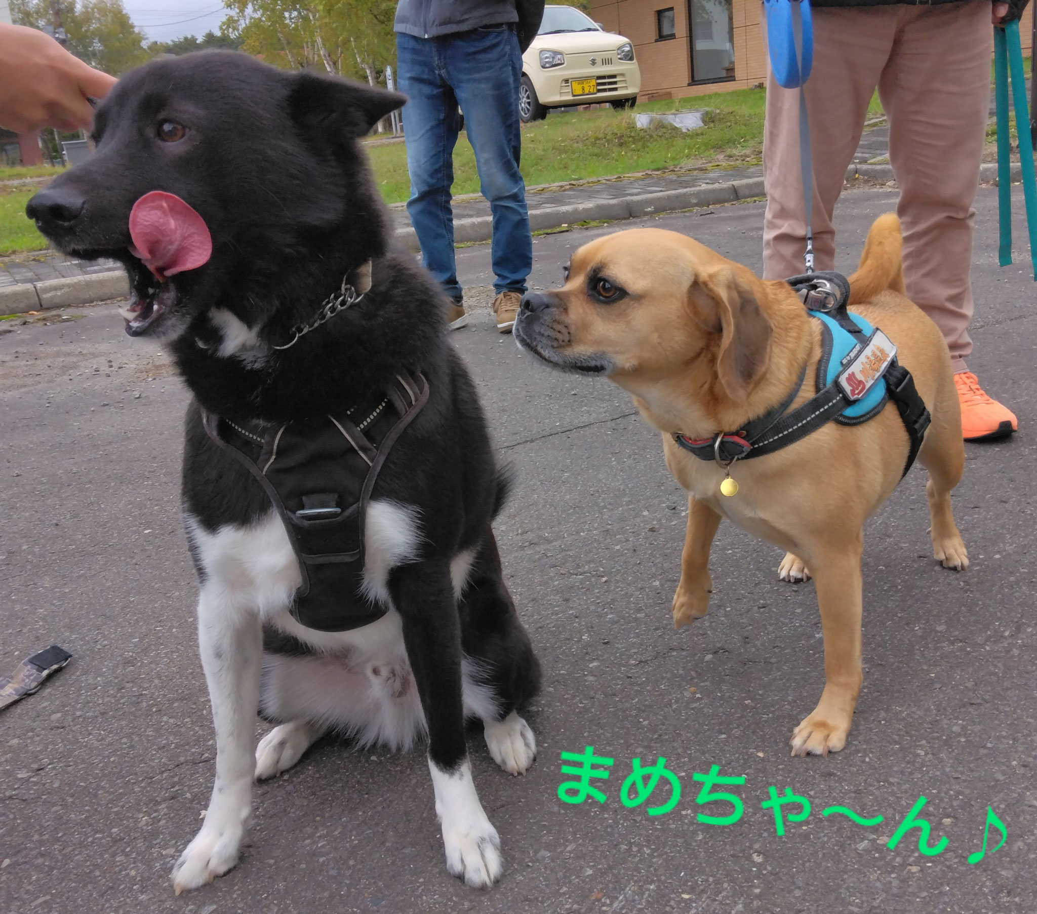 硫黄山通りのゴミ拾いウォークをしたよ🐾僕たちはコミュニティーメンバーとしての重要なパトロール隊だよ🎵『皆さ～ん、ゴミやタバコ🚬のポイ捨ては辞めてね（><#）僕たち動物も食べちゃうとお腹痛くなっちゃうんだ』いつまでも自然豊かな川湯温泉に皆さん来て頂けますように♨