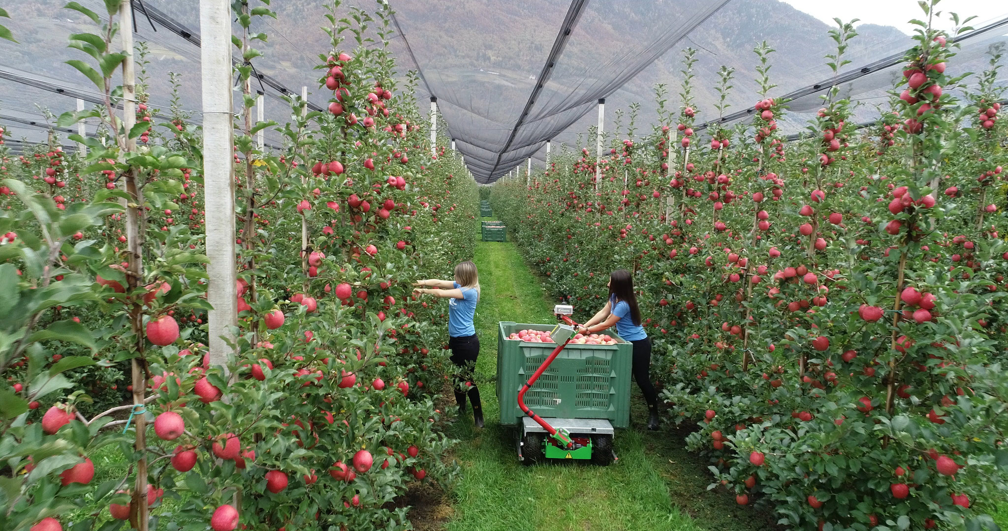 Apfelernte Frucotec Erntewagen 
