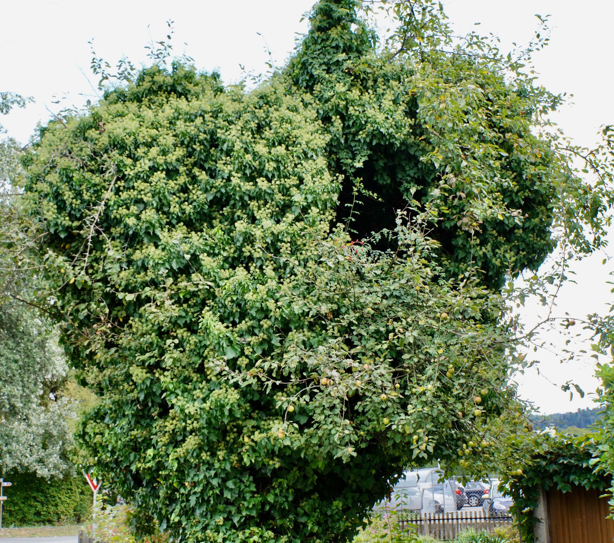 Efeu - nvv-oberkulm