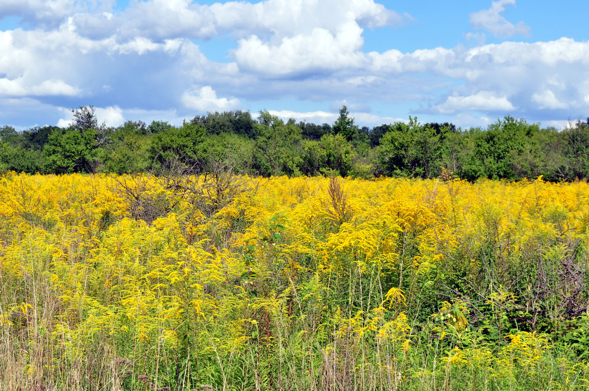 Neophyten & Neozoen in der Stadt NABU Potsdam