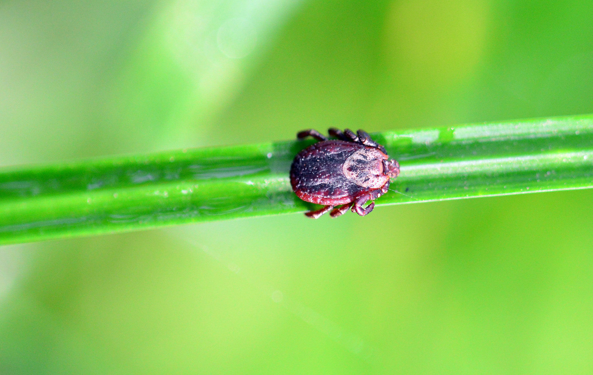 Neophyten & Neozoen in der Stadt NABU Potsdam