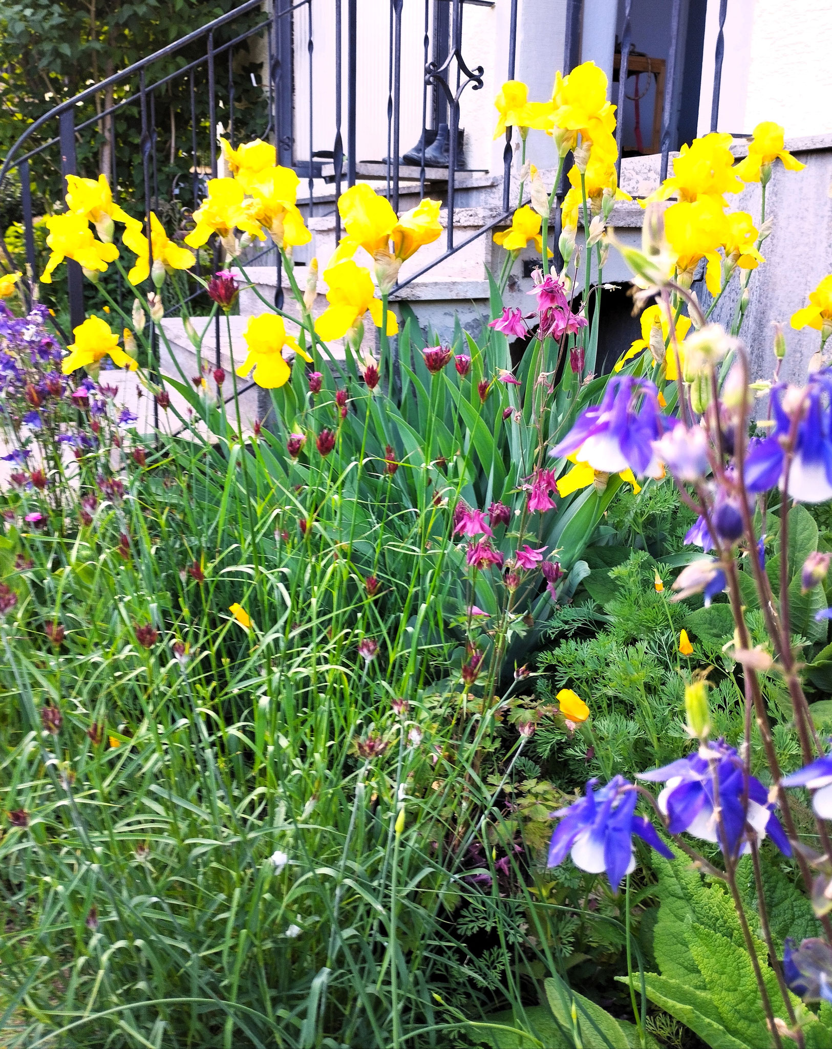 Iris barbata-elatior 'Goldfackel', Dianthus carthusianorum, Aquilegia caerulea 'Biedermeier'...
