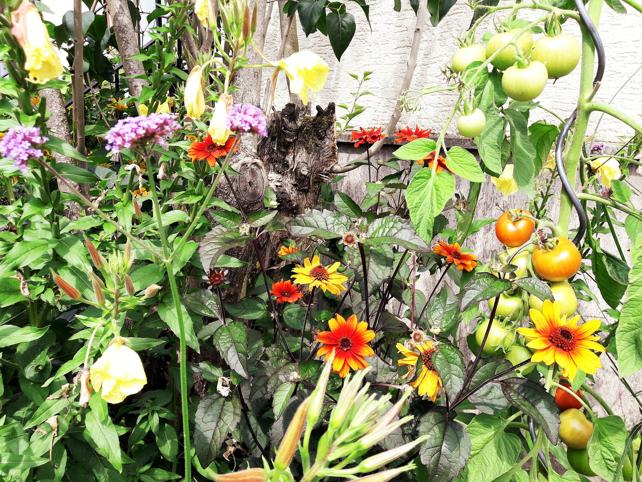Solanum lycopersicum i.S., Heliopsis helianthoides var.scabra 'Bleeding Hearts', Oenothera biennis, Verbena bonariensis 