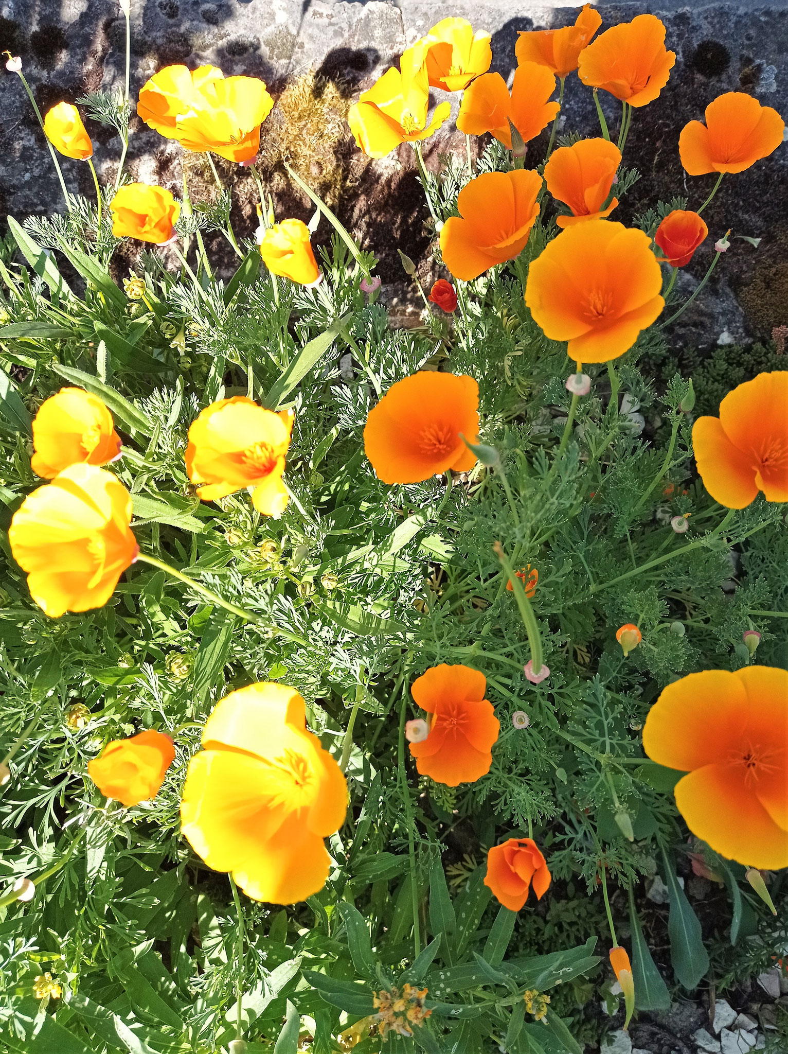 Eschscholzia californica