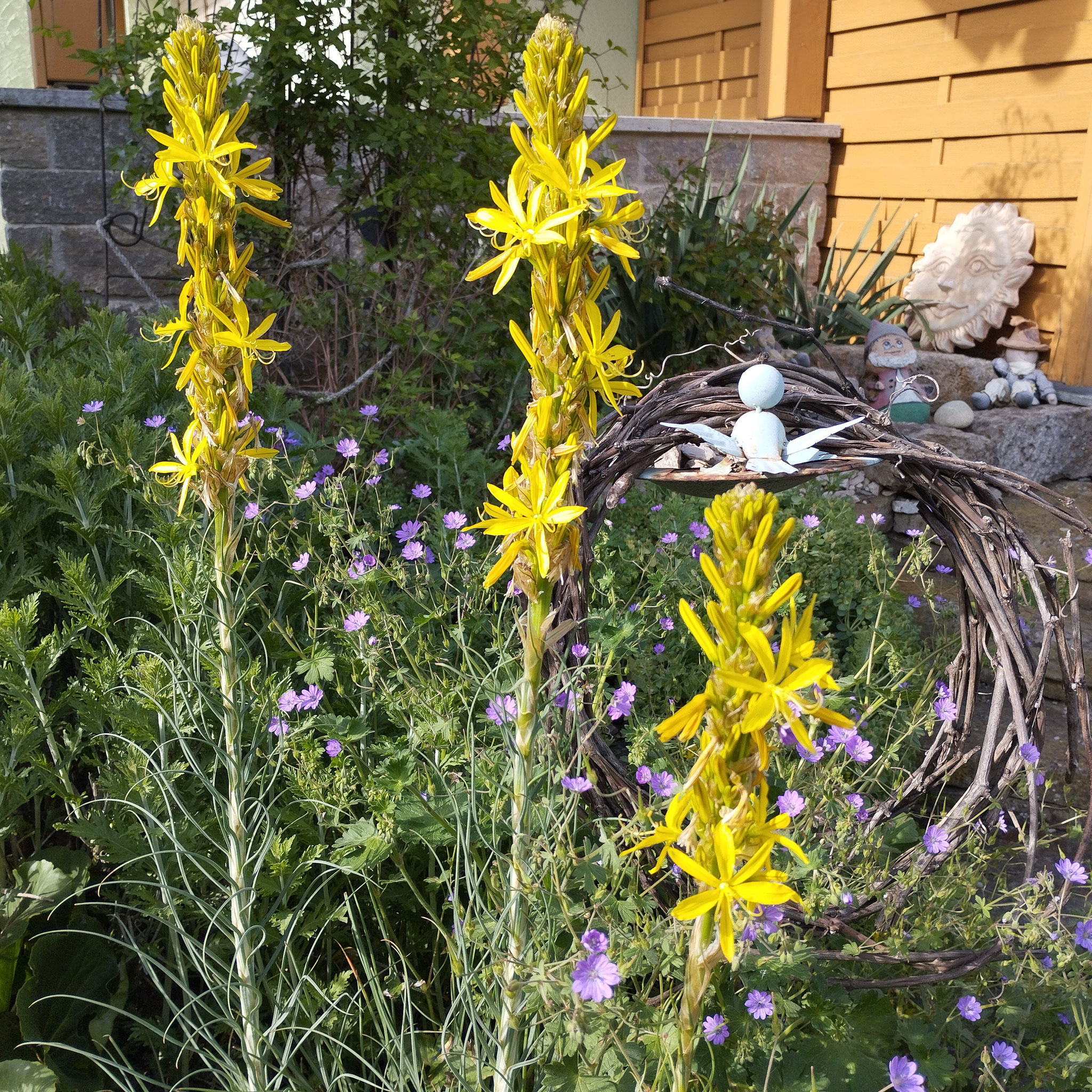 Asphodeline lutea, Perovskia atriplicifolia 'Blue Spire', Geranium robertianum...
