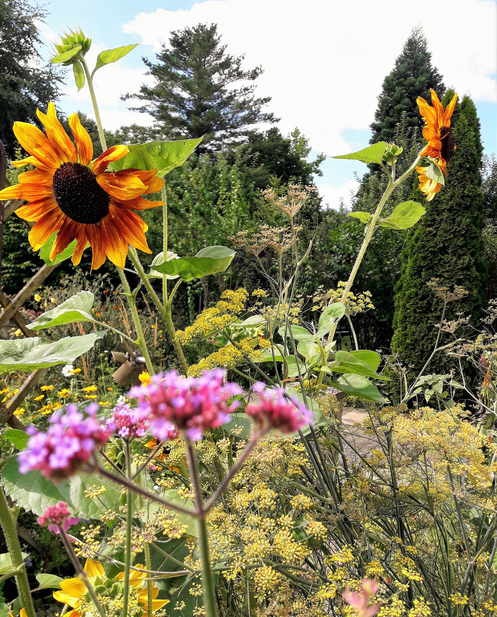  Helianthus annuus 'Velvet Queen', Verbena bonariensis,  Foeniculum vulgare 'Rubrum'
