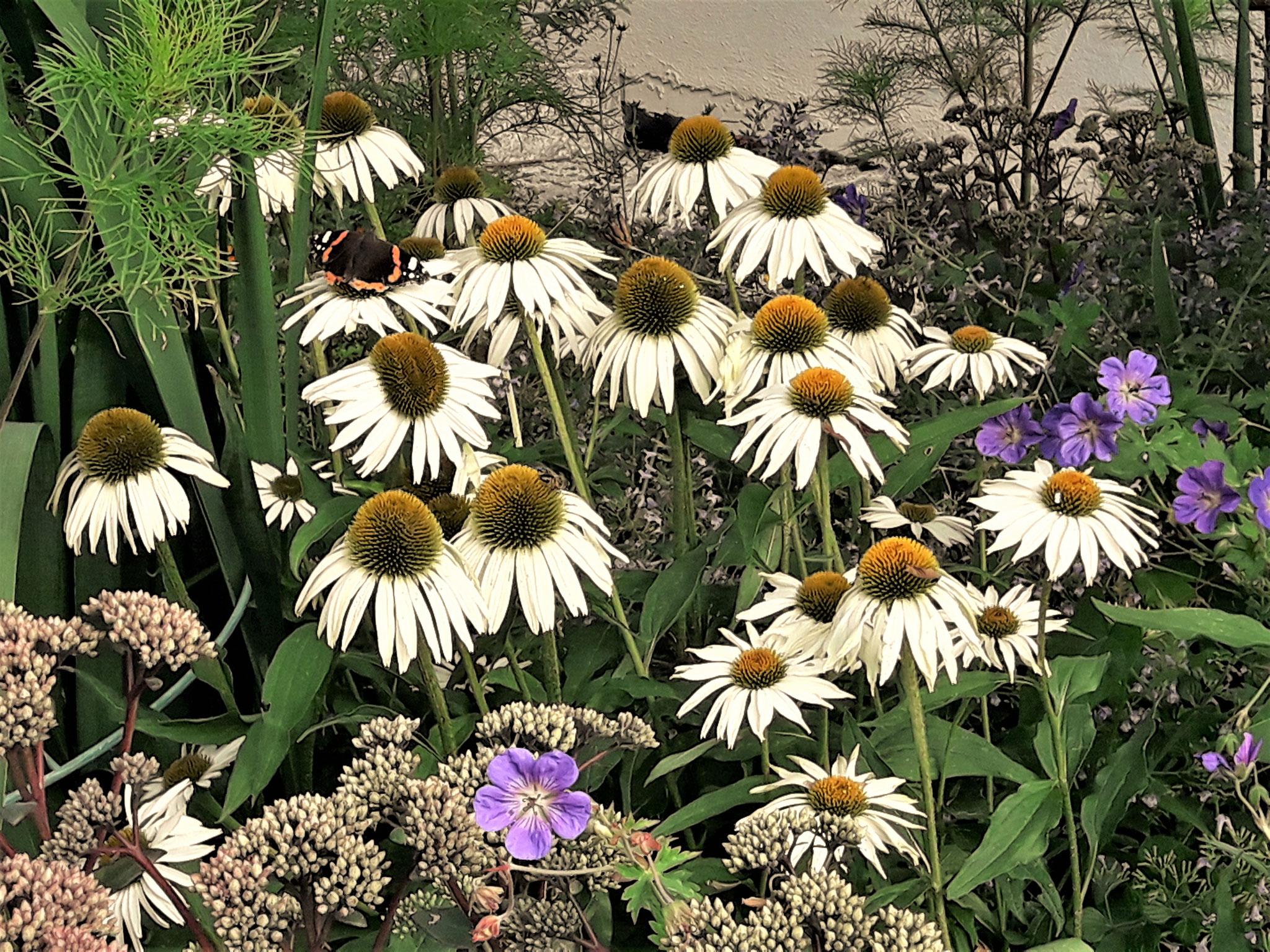 Echinacea purpurea 'Alba',  Geranium wallichianum 'Rozanne', Sedum telephium 'Matrona', Cosmea...