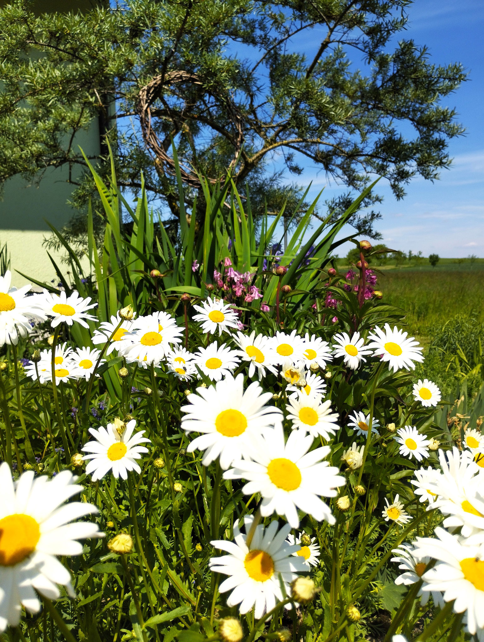 Leucanthemum maximum,Aquilegia vulgaris 'Grandmother's Garden', Paeonia i.S.