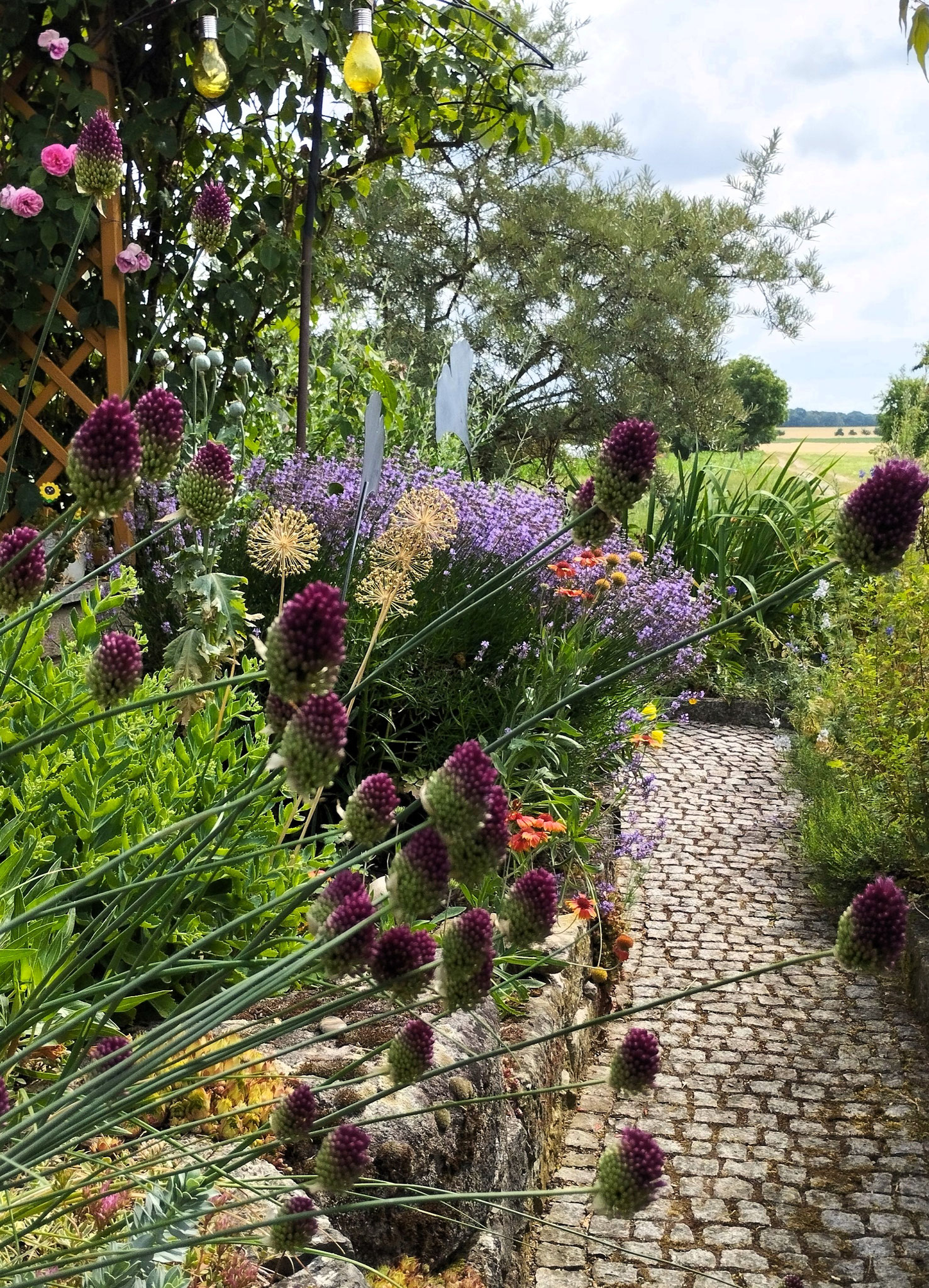 Allium sphaerocephalon, Rosa 'Gertrude Jekyll', Gaillardia x grandiflora 'Tokajer',Allium i.S., Lavandula angustifolia 'Hidcote Blue'...