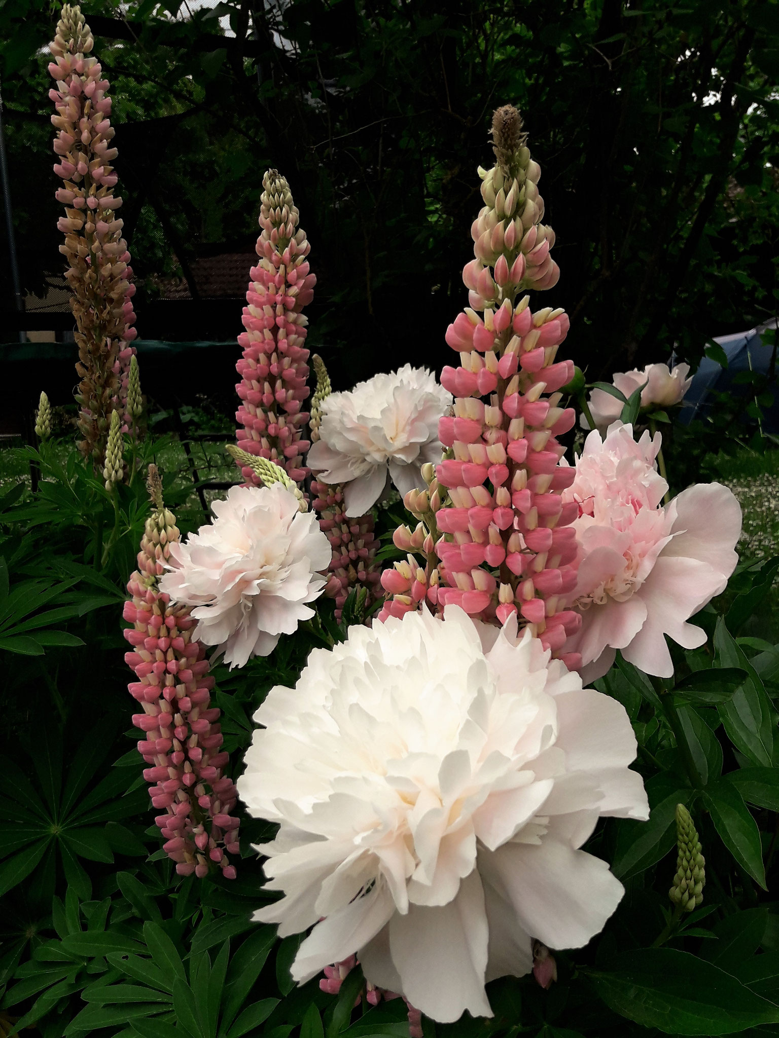 Paeonia i.S, Lupinus polyphyllus