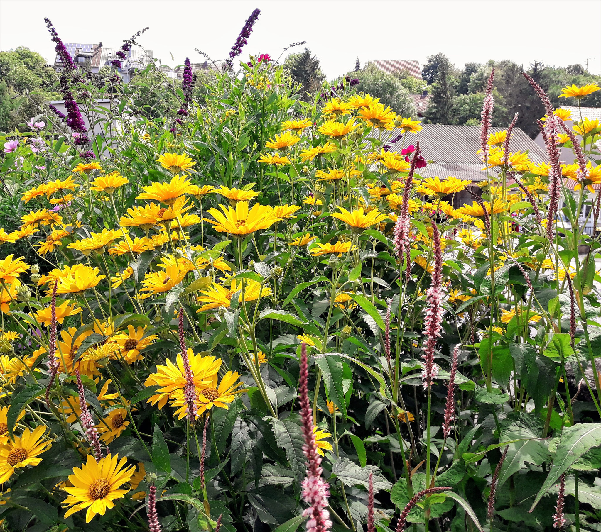 Heliopsis helianthoides var. scabra i.S, Bistorta amplexicaulis 'Rosea', Buddleja davidii 'Black Knight'