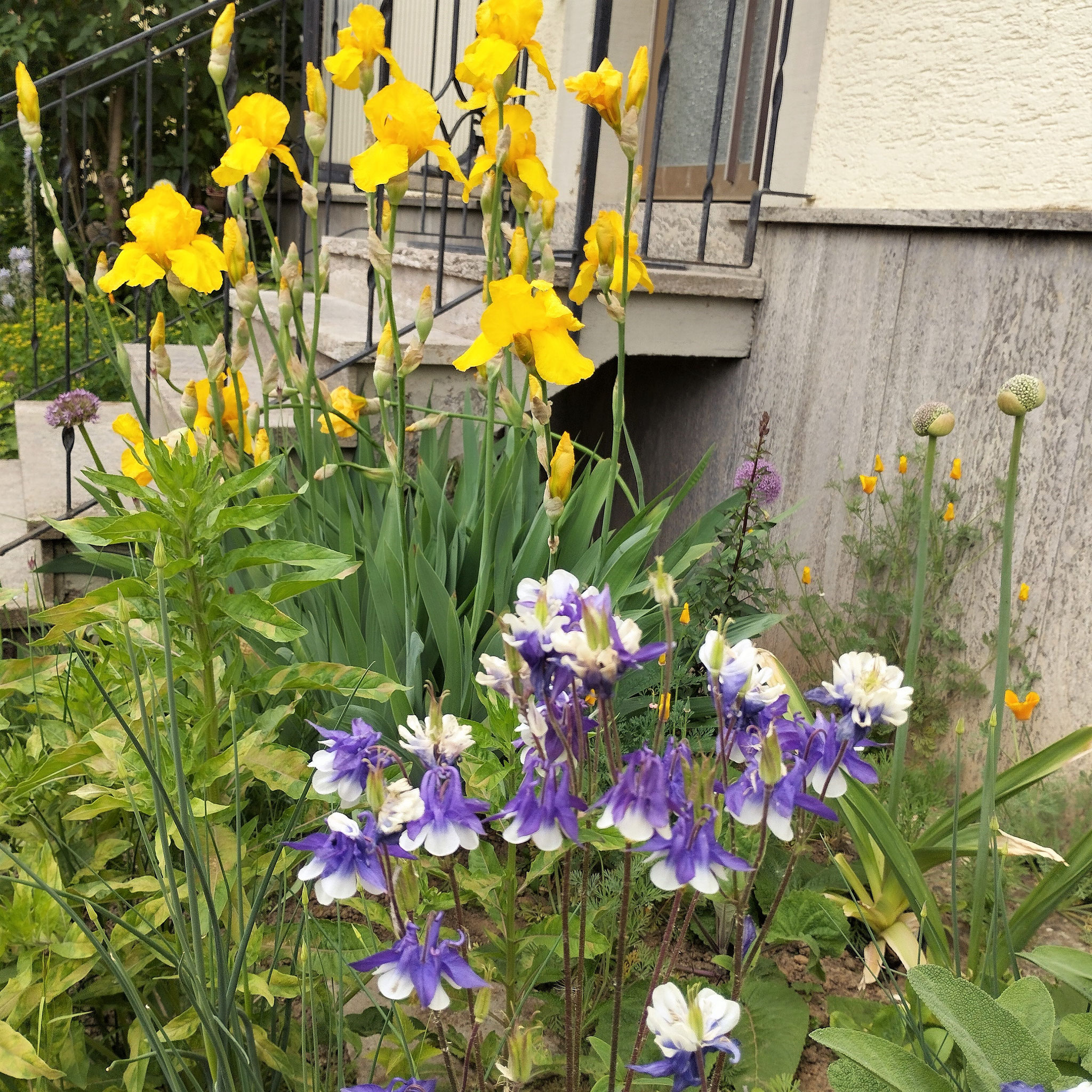 Iris barbata-elatior 'Goldfackel', Aquilegia caerulea 'Biedermeier', Allium sphaerocephalon, Eschscholzia californica, Oenothera biennis, Allium macleanii 'Globemaster'  