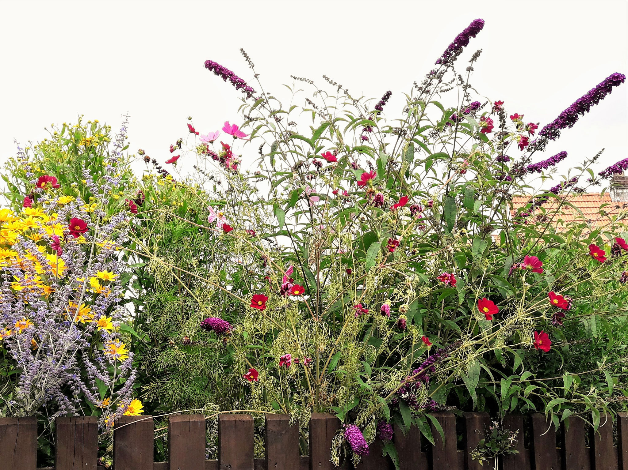 Heliopsis helianthoides var. scabra i.S, Perovskia atriplicifolia 'Blue Spire'', Buddleja davidii 'Black Knight', Cosmea...