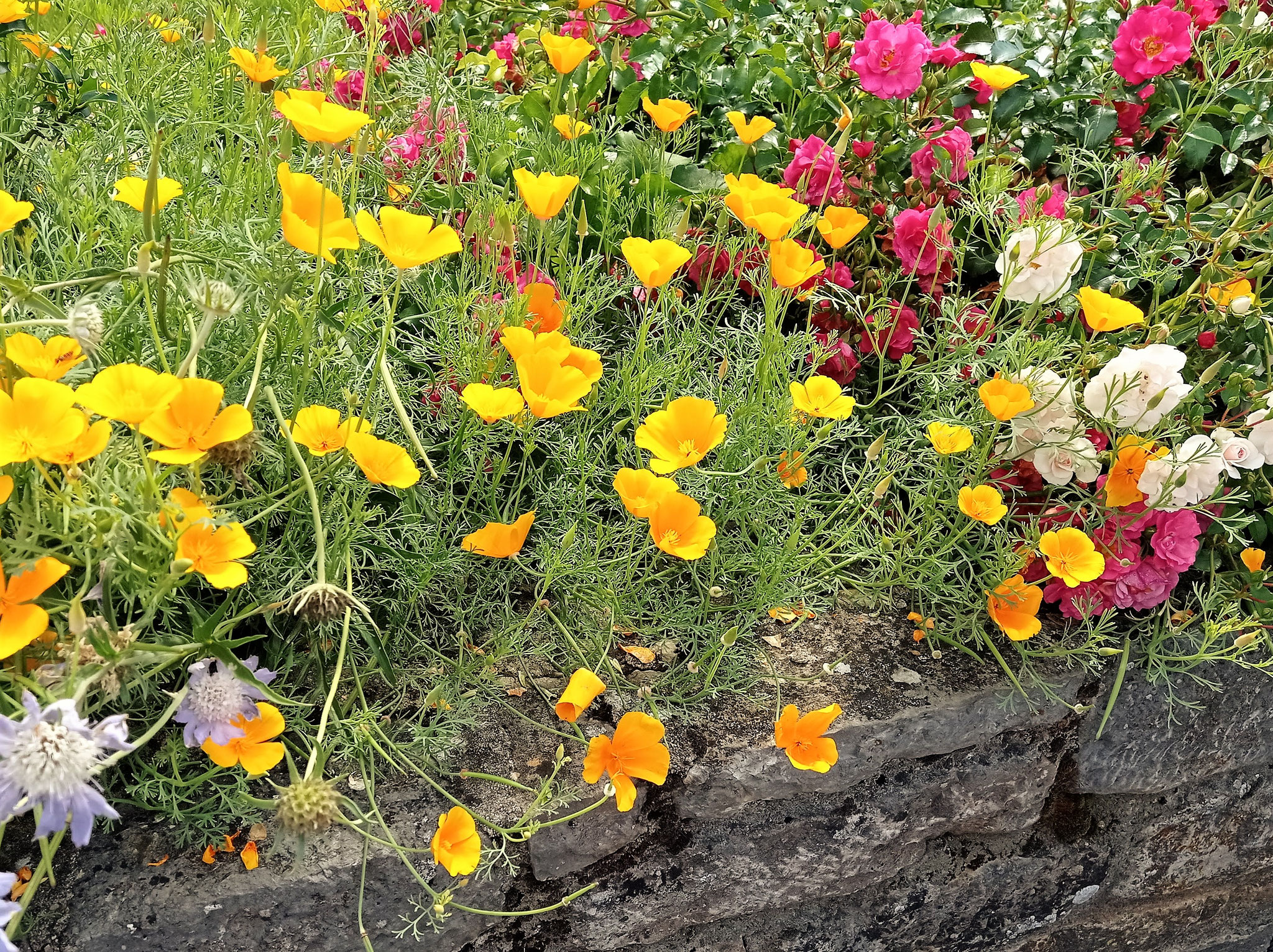Rosa 'Heidetraum', Rosa 'Swany',Eschscholzia californica, Scabiosa caucasica 'Perfecta'