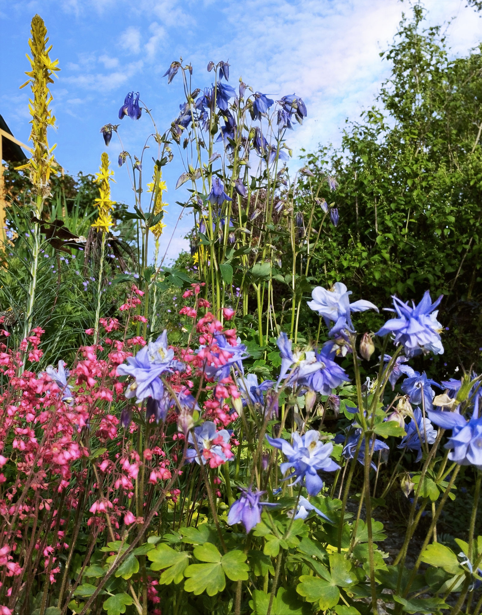 Asphodeline lutea, Aquilegia caerulea 'Biedermeier', Heuchera x cult.