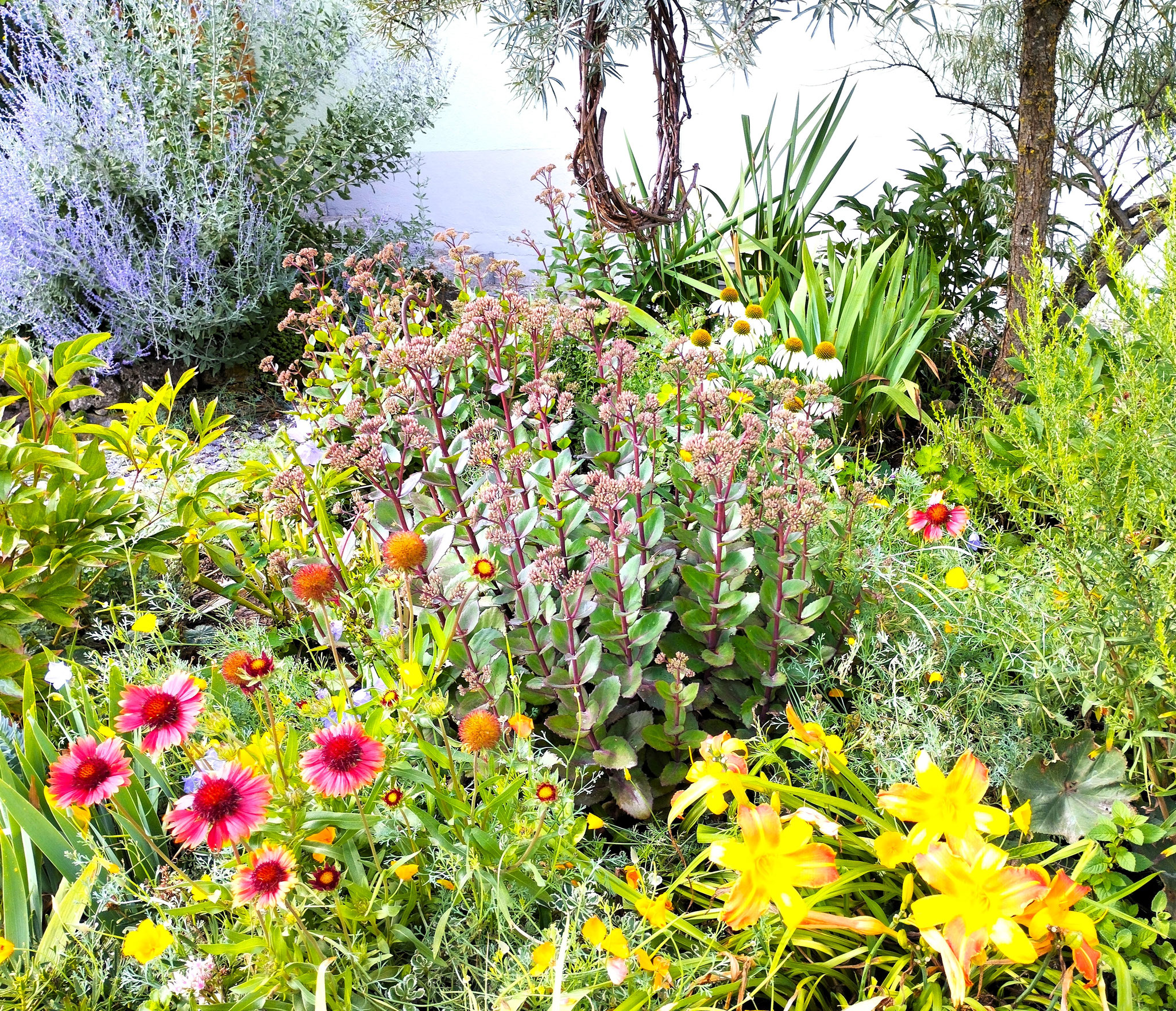 Echinacea purpurea 'Alba', Sedum telephium 'Matrona', Perovskia atriplicifolia 'Blue Spire', Gaillardia x grandiflora 'Tokajer', Hemerocallis x cult, Aster ericoides ...