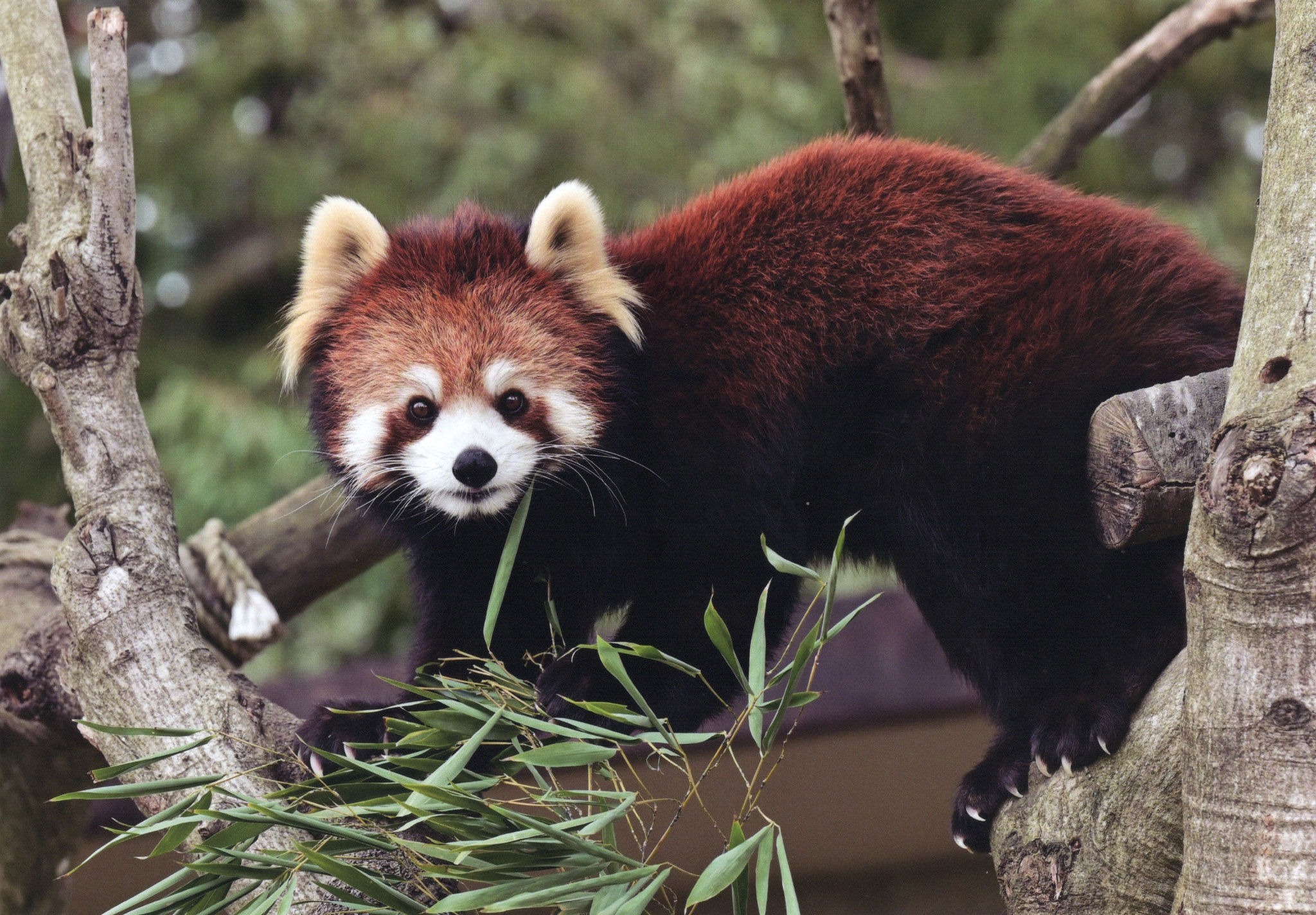 動物園の「にんきもの」