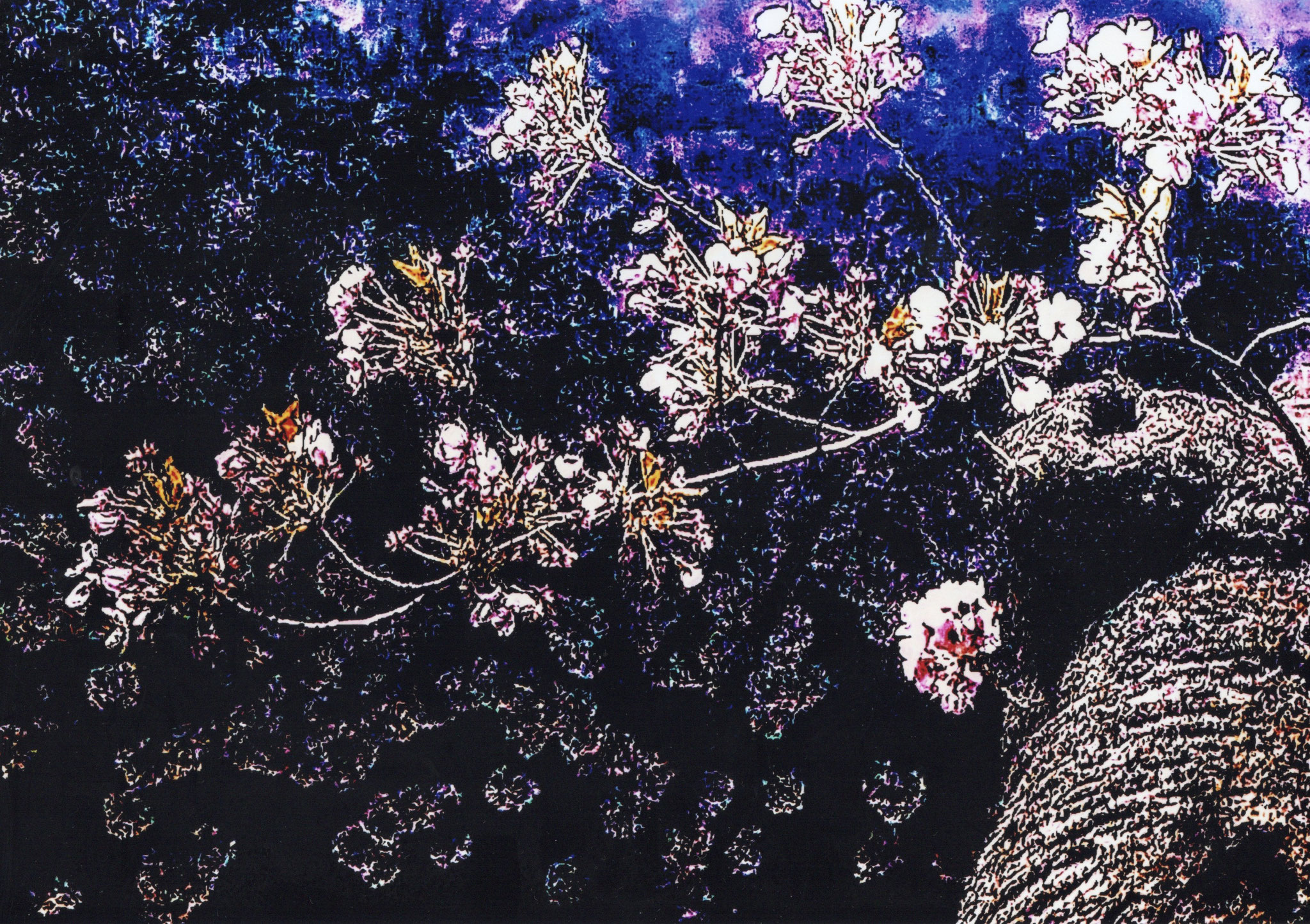 夜桜幻花