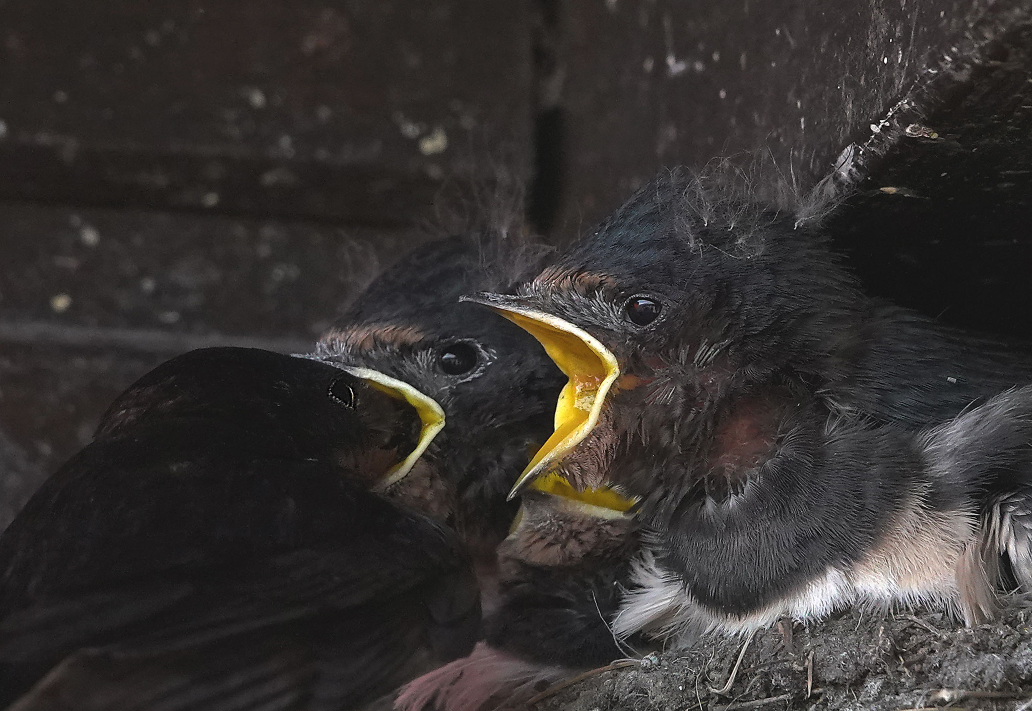 Fütterung der Rauchschwalbenküken (Foto: Manfred Kiau)