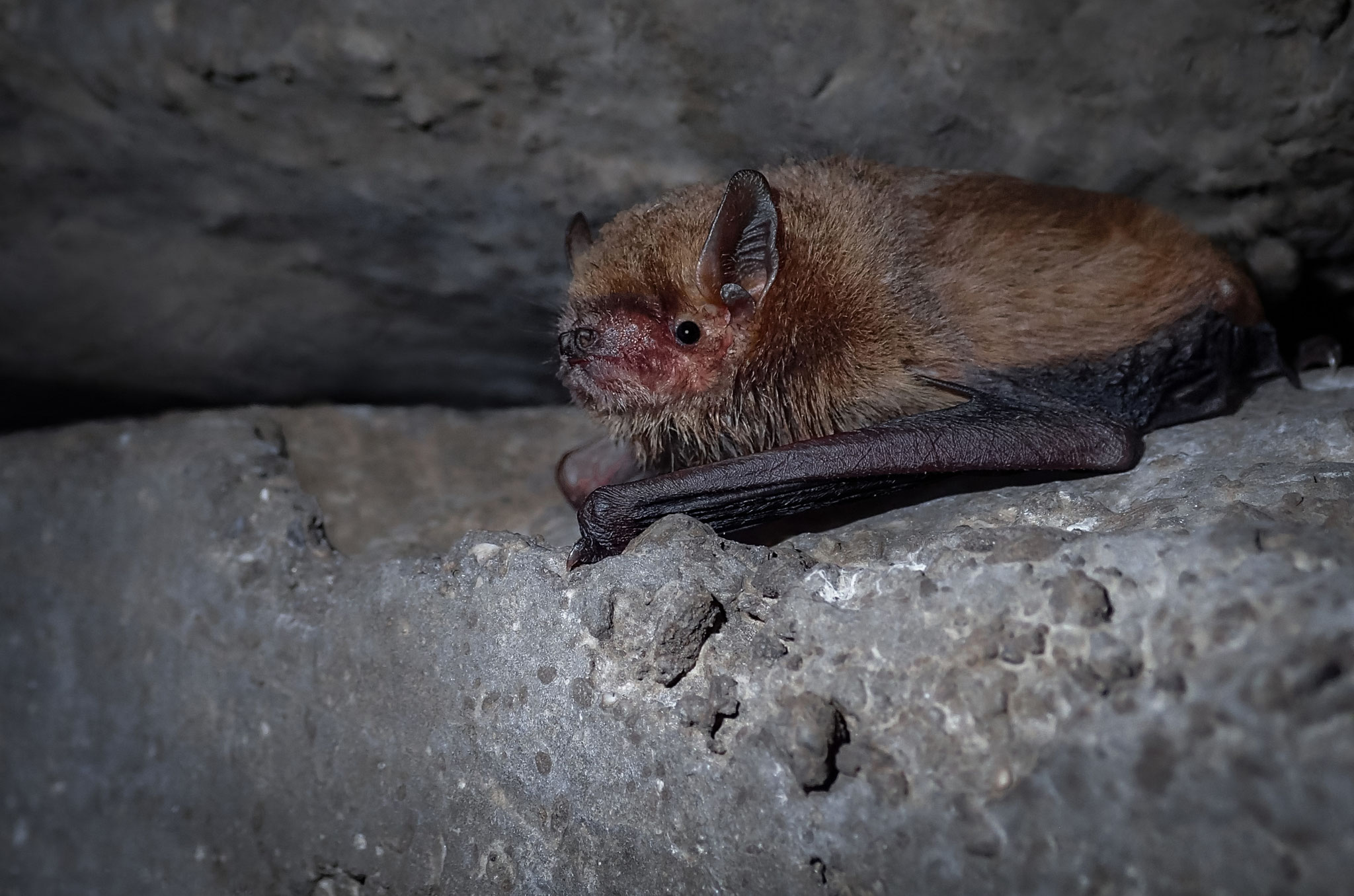 Mückenfledermaus (Schweiz)