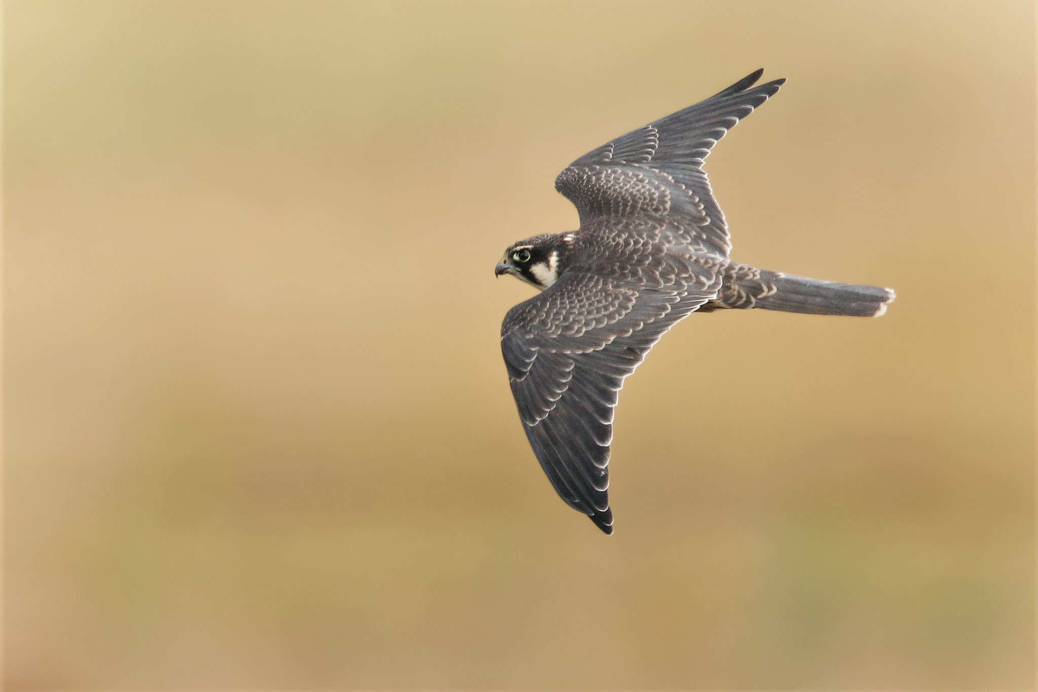 Baumfalke