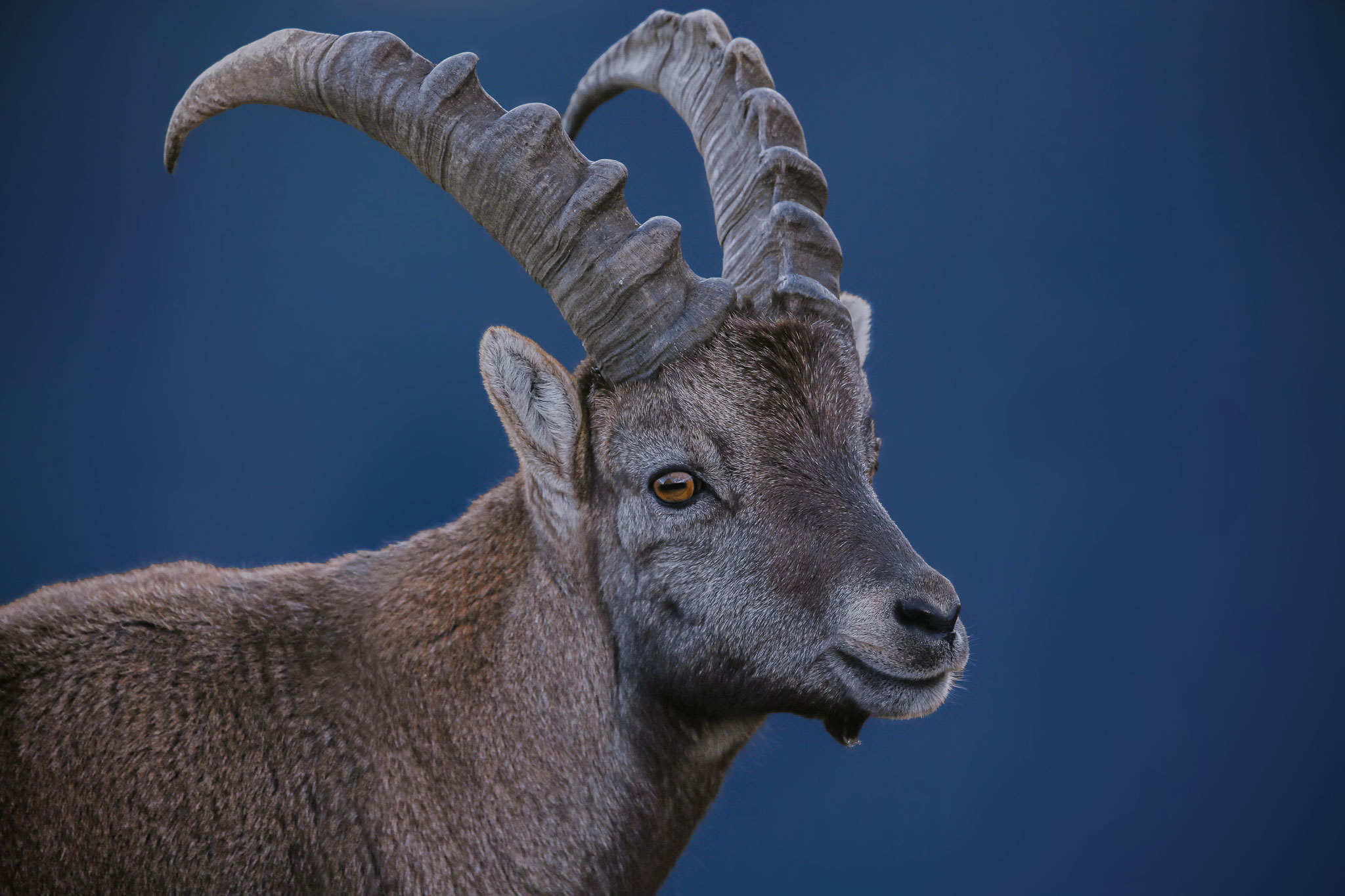 Alpensteinbock (Schweiz)