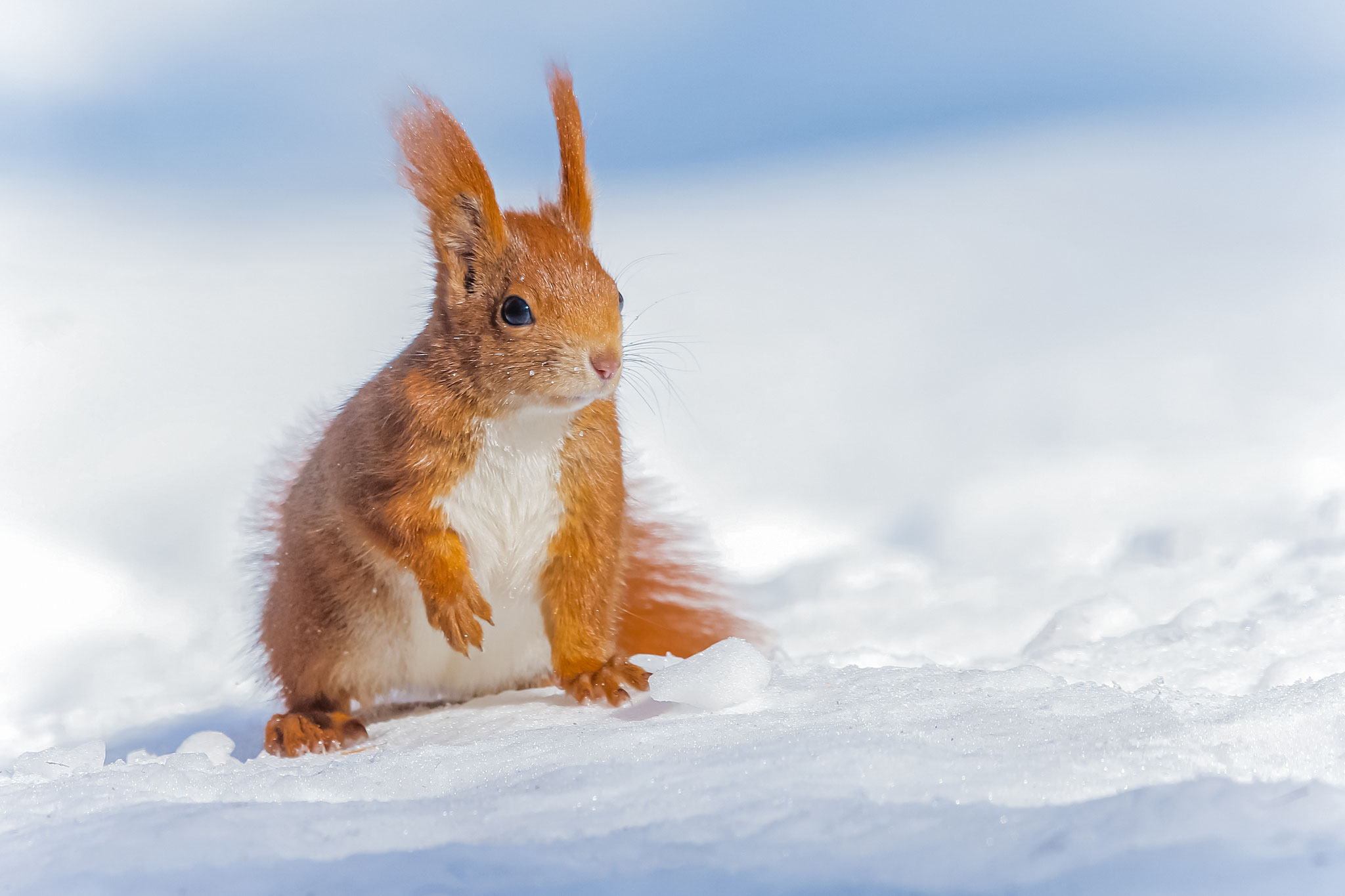Eichhörnchen (Schweiz)