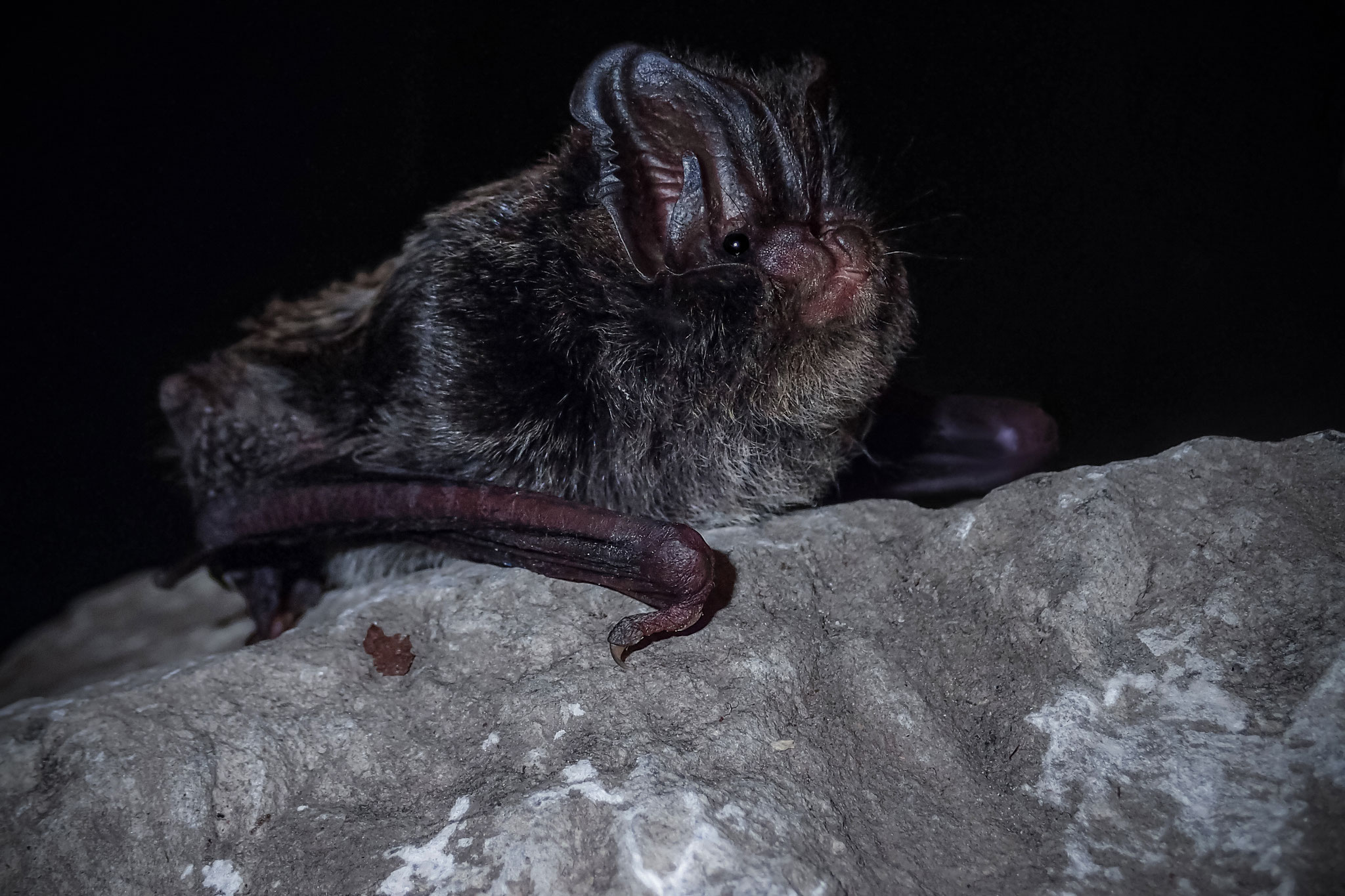 Mopsfledermaus (Schweiz)