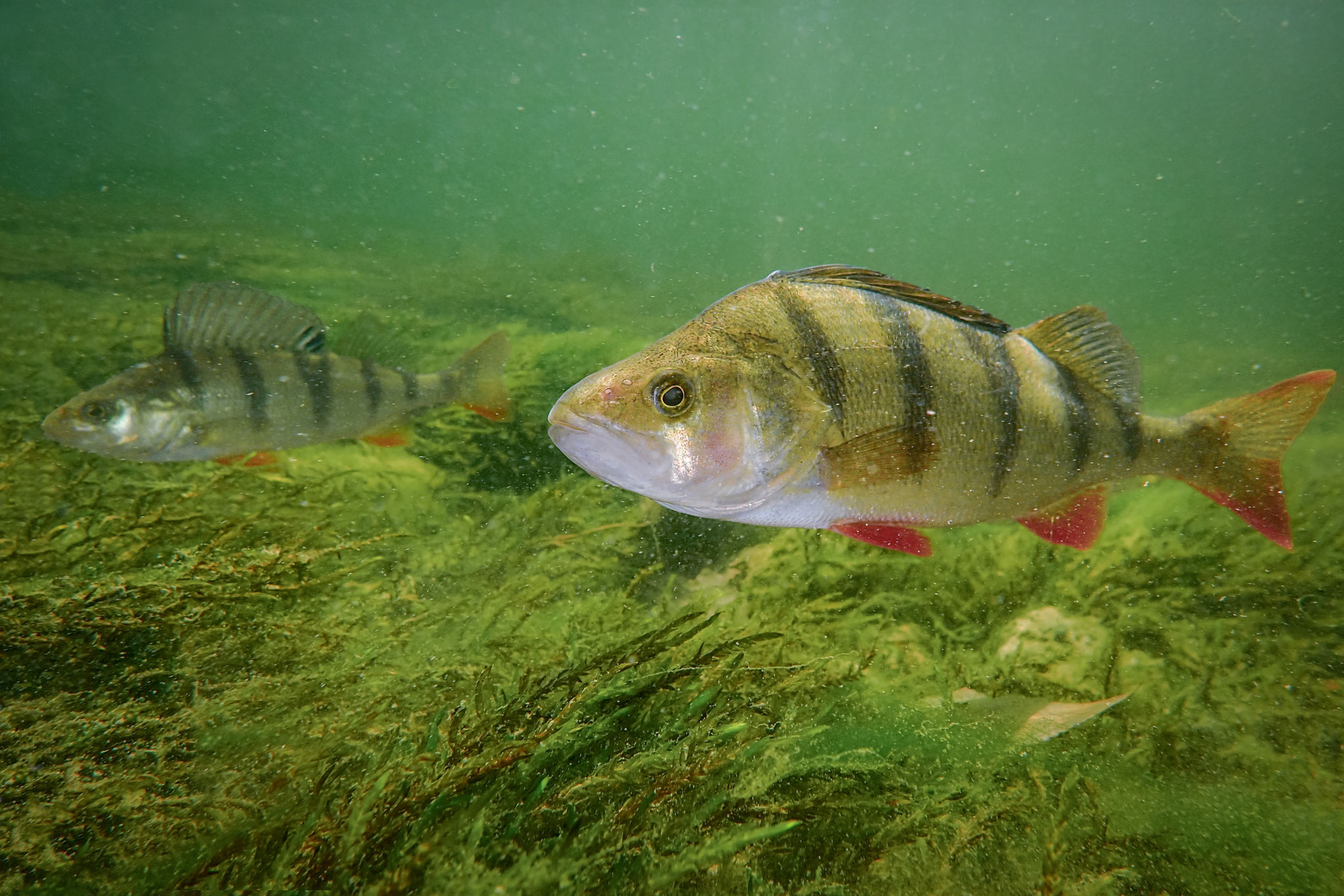 Egli / Flussbarsch (Schweiz)