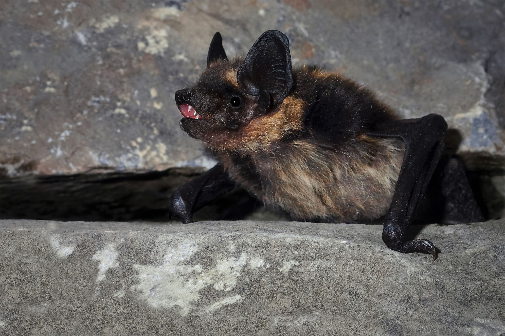 Nordfledermaus (Schweiz)