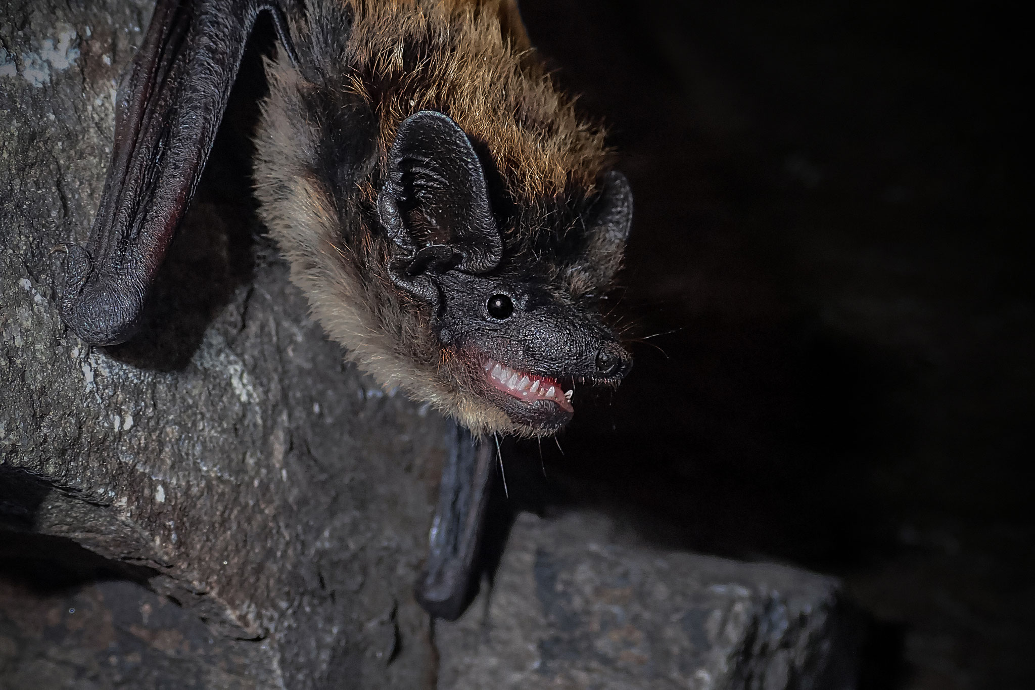 Alpenfledermaus (Schweiz)
