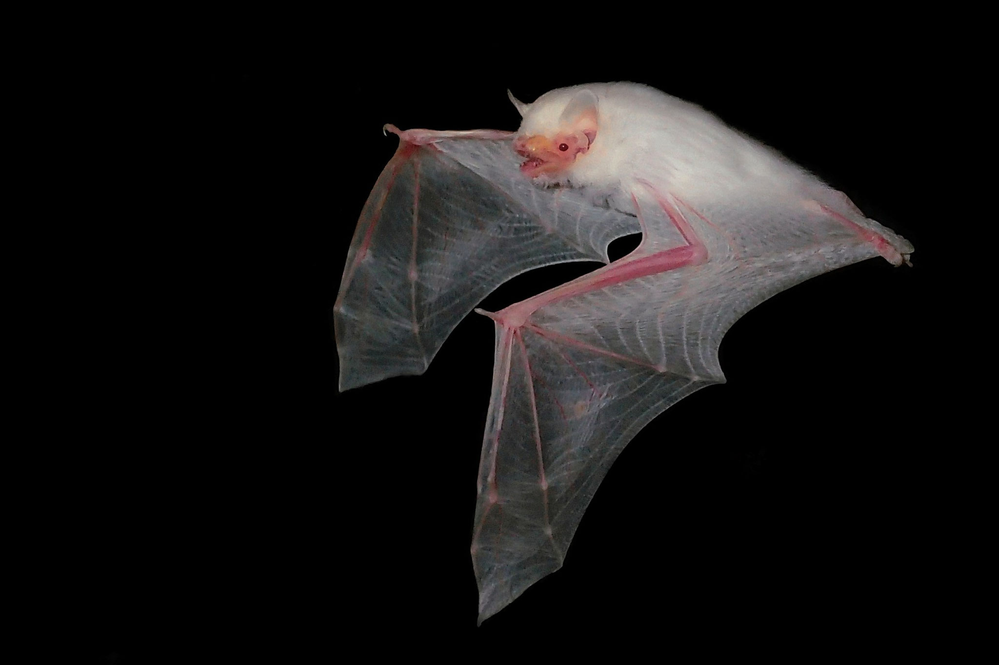 Zwergfledermaus Albino (Schweiz)