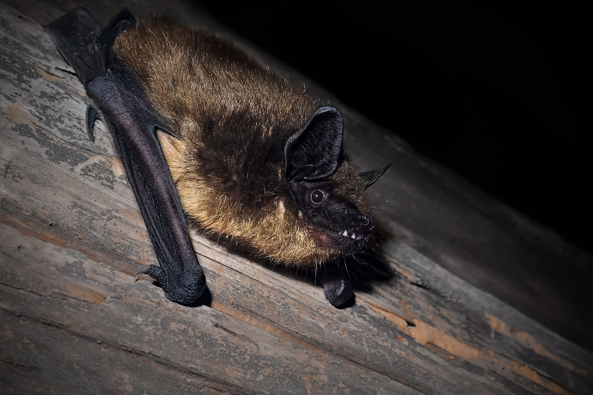 Breitflügelfledermaus (Schweiz)