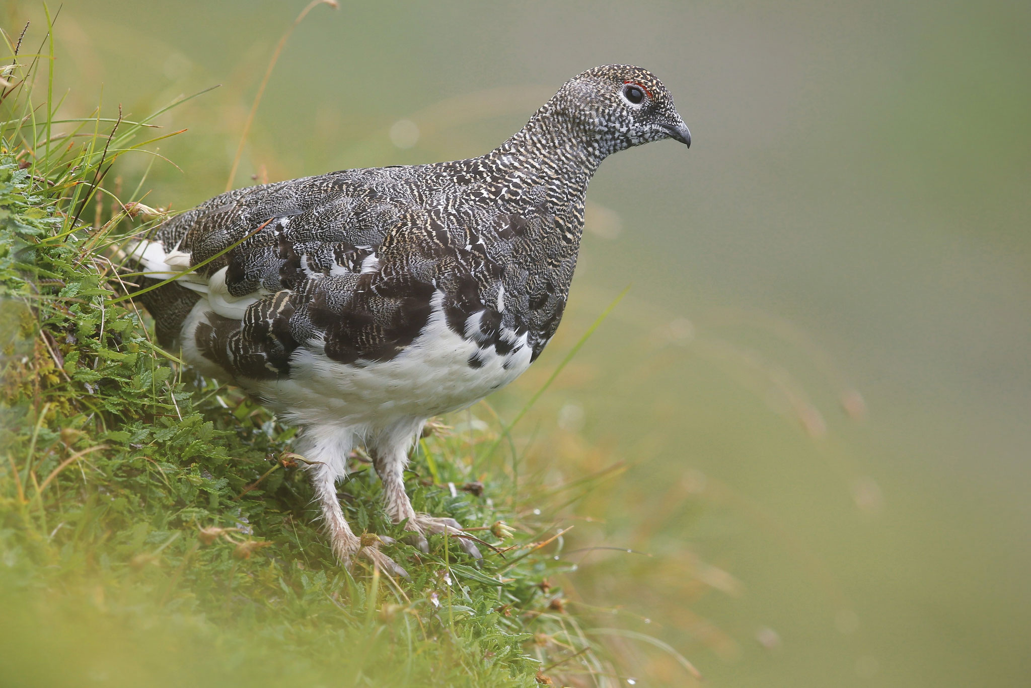 Alpenschneehuhn