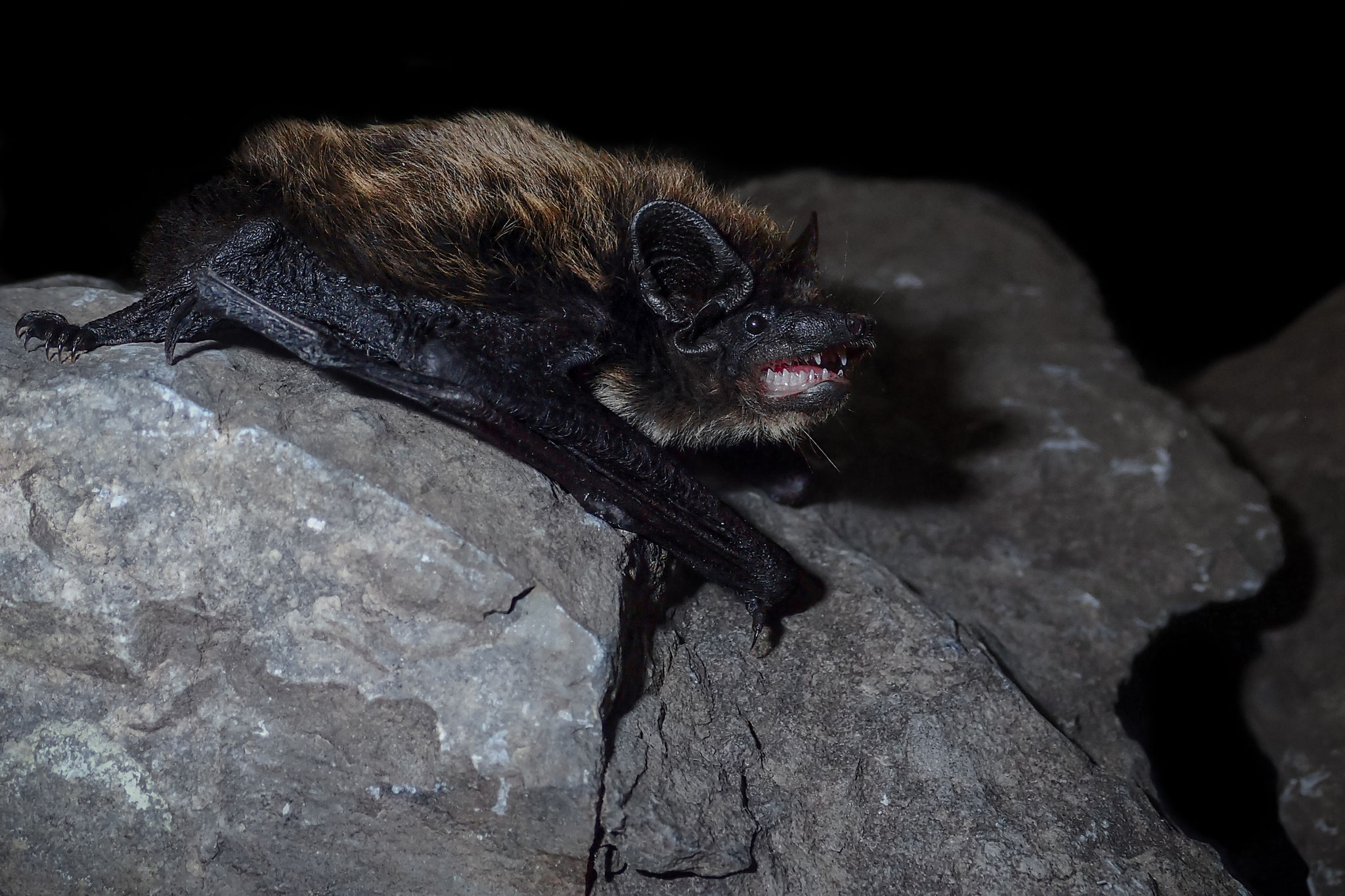 Alpenfledermaus (Schweiz)