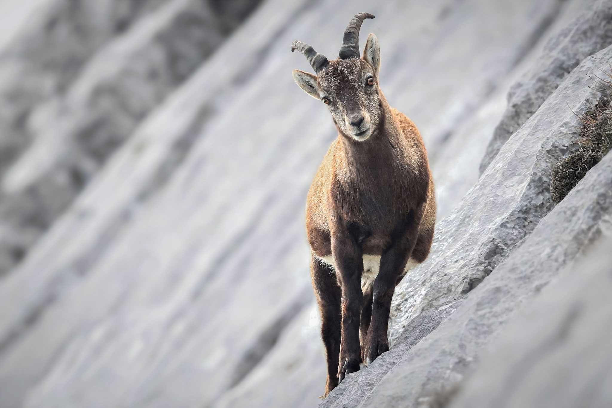 Alpensteinbock (Schweiz)
