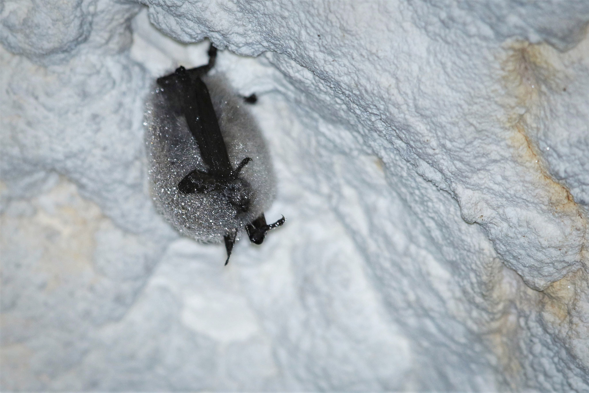 Kleine Bartfledermaus (Schweiz)